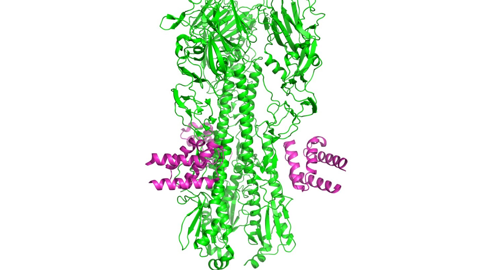 Designed anti-influenza protein HB36.6 (magenta) bound to the hemagglutinin from the H1N1 2009 pandemic virus. (image courtesy: University of Washington)