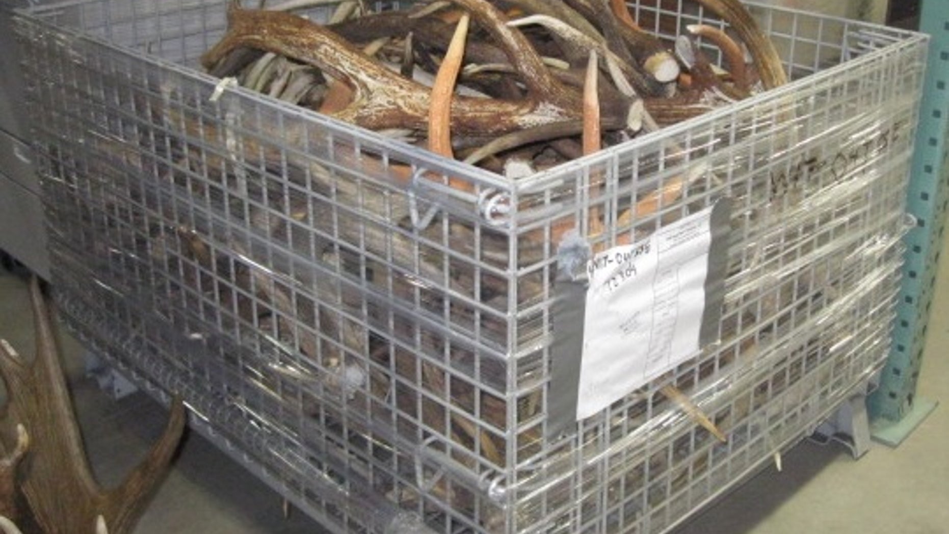 Money from the auction will go to rewards to catch poachers.