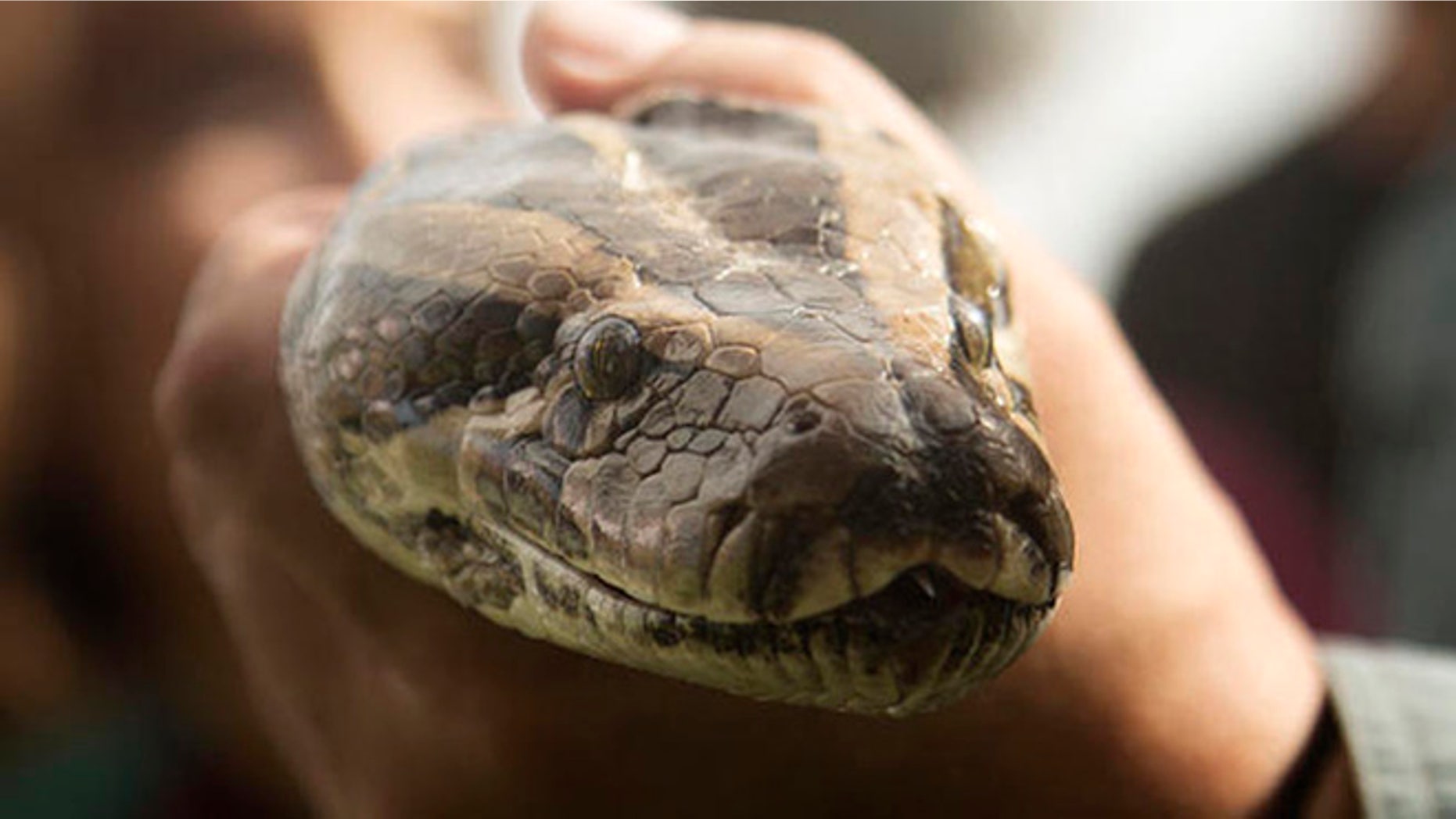 A Burmese python is displayed at the kick-off ceremonies in Davie, Fla., Saturday, Jan. 12, 2013 for the 2013 "Python Challenge" organized by the Florida Fish and Wildlife Conservation Commission. (AP Photo/J Pat Carter)