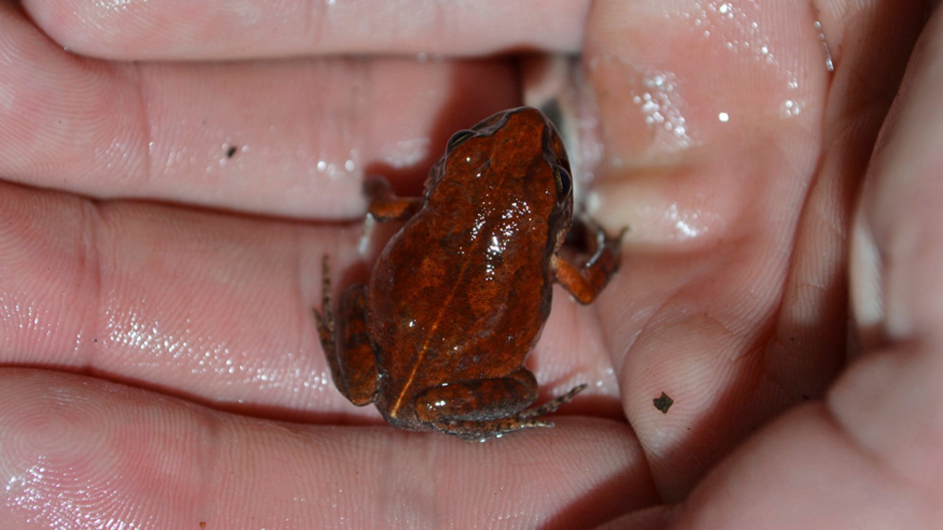 n this Dec. 3, 2016 photo, a man holds a rare frog that hasn't been seen in decades, in Bulawayo, Zimbabwe. The Artholeptis troglodytes, also known as the cave squeaker because of its preferred habitat, was discovered in 1962 but there were no reported sightings of the elusive amphibian after that.