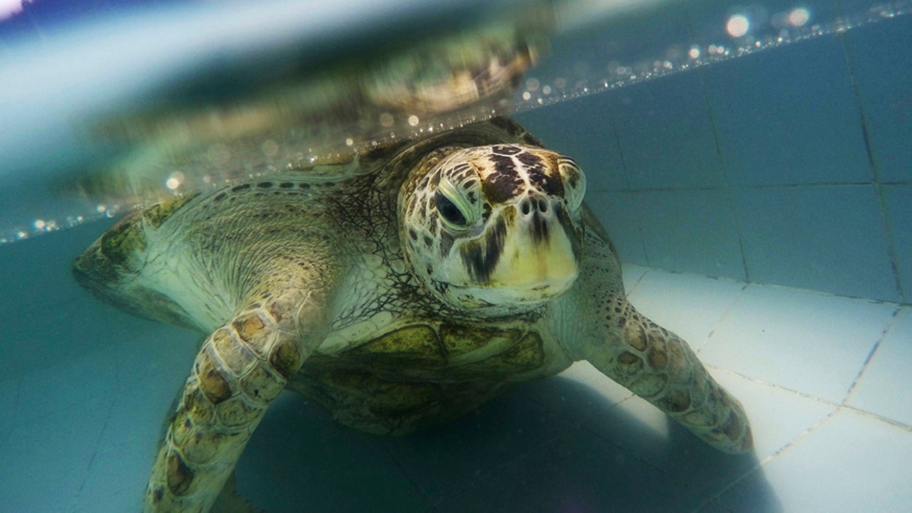 March 3, 2017: A female green green turtle nicknamed "Bank" swims in a pool at Sea Turtle Conservation Center in Chonburi Province, Thailand.