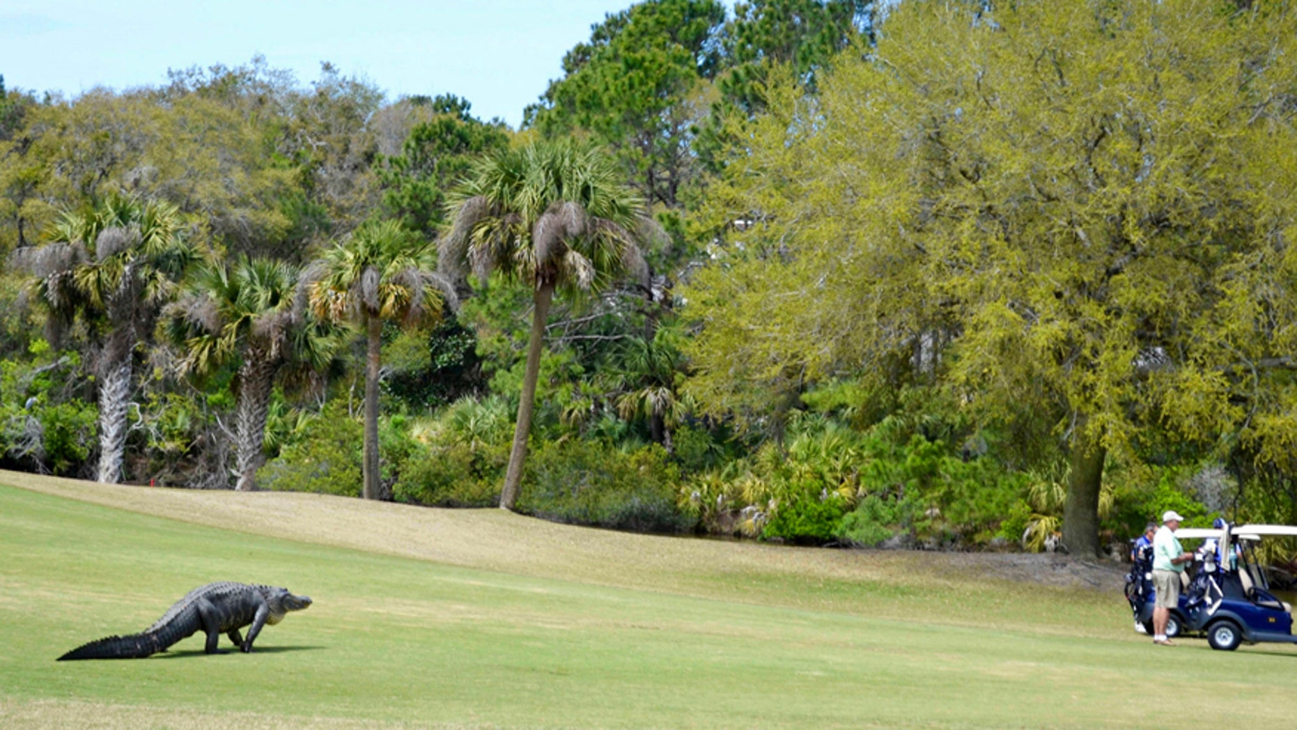 In this Monday, March 27, 2017 photo an alligator walks on a fairway at Kiawah Island Club's River Course.