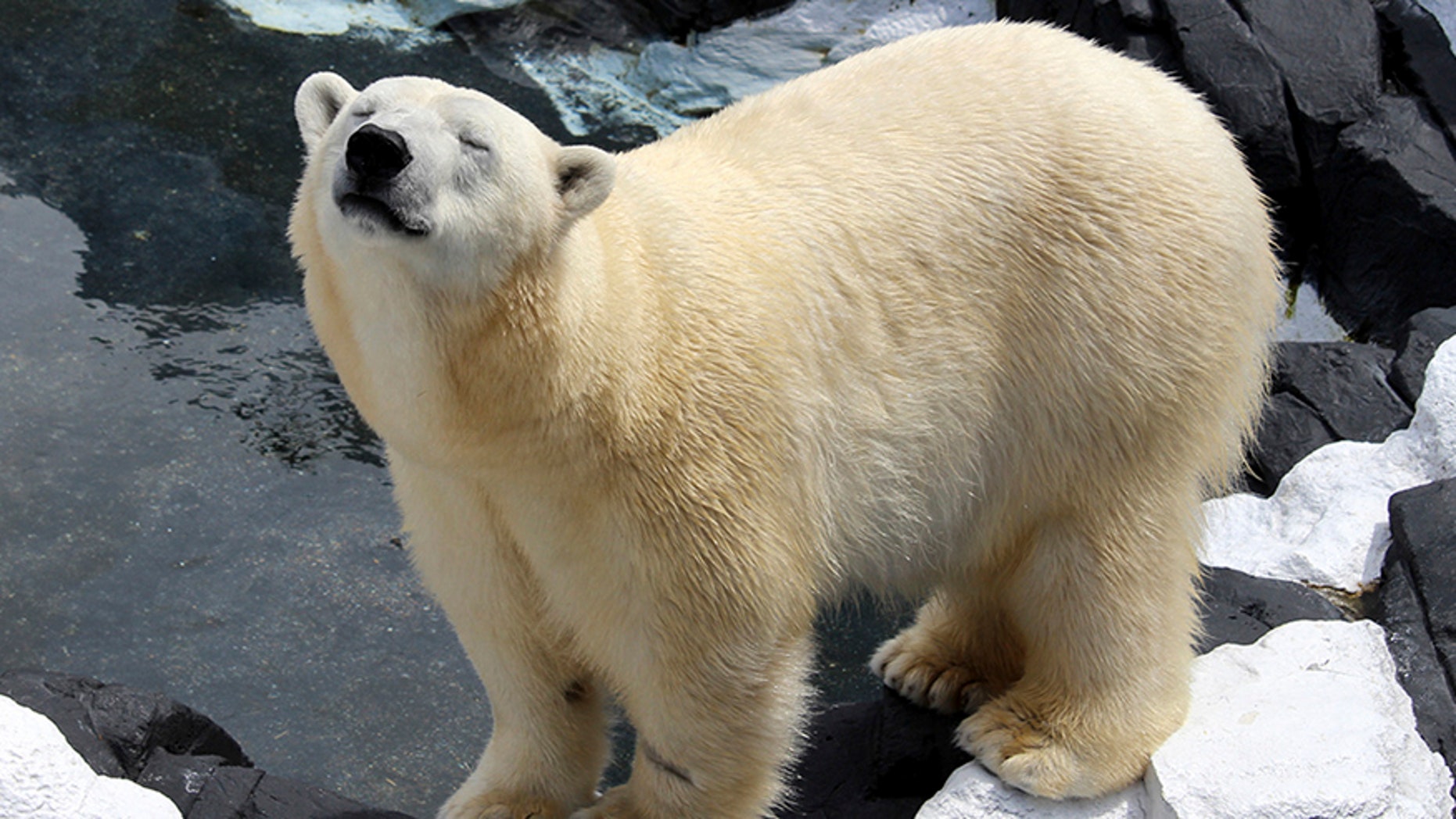 This undated photo provided by SeaWorld San Diego shows Szenja, a female polar bear. The park said Szenja died unexpectedly Tuesday, April 18, 2017, at the age of 21. Caregivers said she had had a loss of appetite and energy for about a week. A necropsy is planned, but the park says it could be several weeks before the cause of her death is known. (SeaWorld via AP)