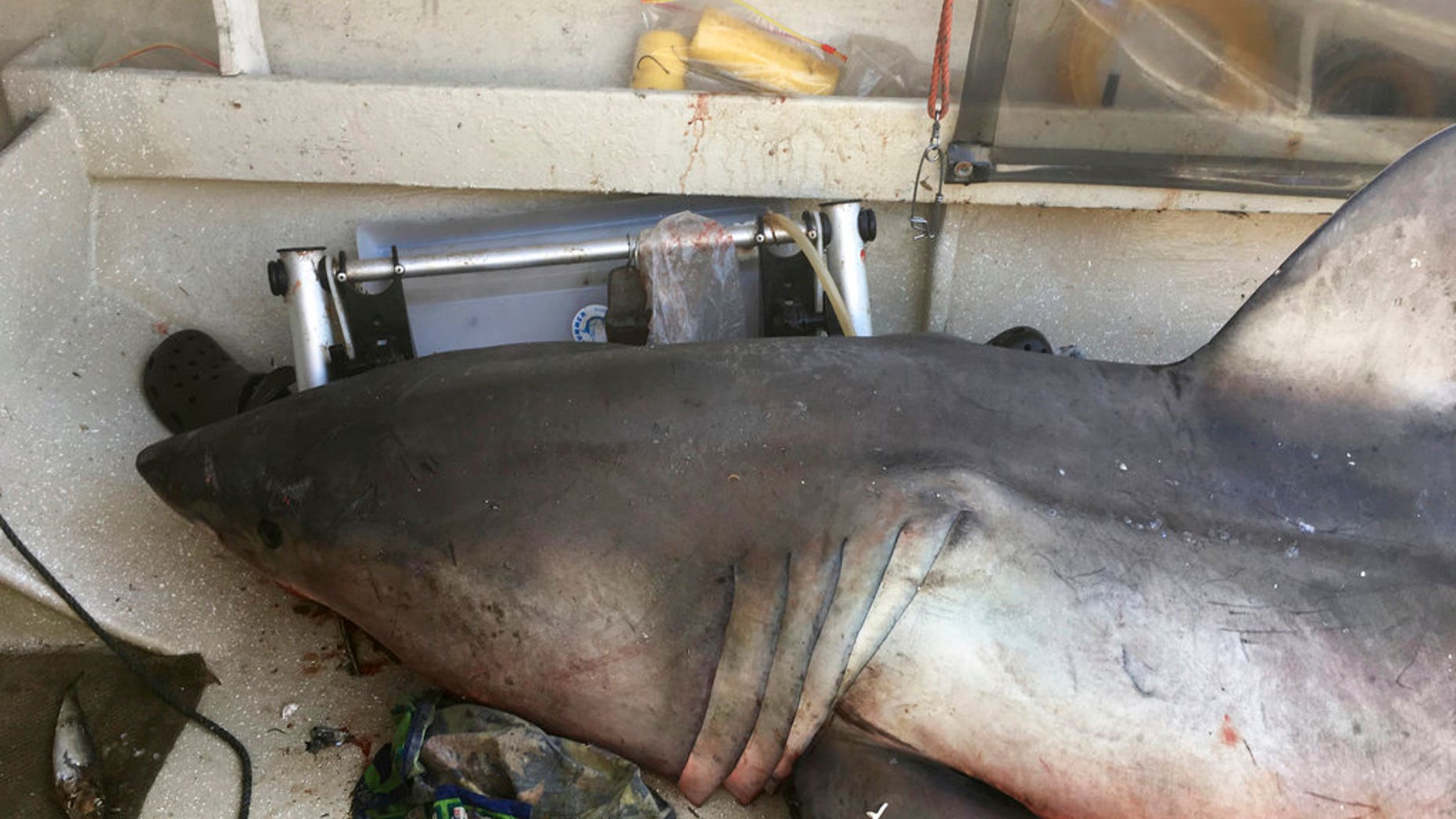 In this Sunday, May 28, 2017 photo released by Lance Fountain, a 2.7-meter (9-foot) great white shark lays on the deck of a fishing boat at Evans Head, Australia. Fisherman Terry Selwood said Monday, May 29, that he was left with a badly bruised and bleeding right arm where the airborne shark struck him with a pectoral fin as it landed on him on the deck. (Lance Fountain via AP)