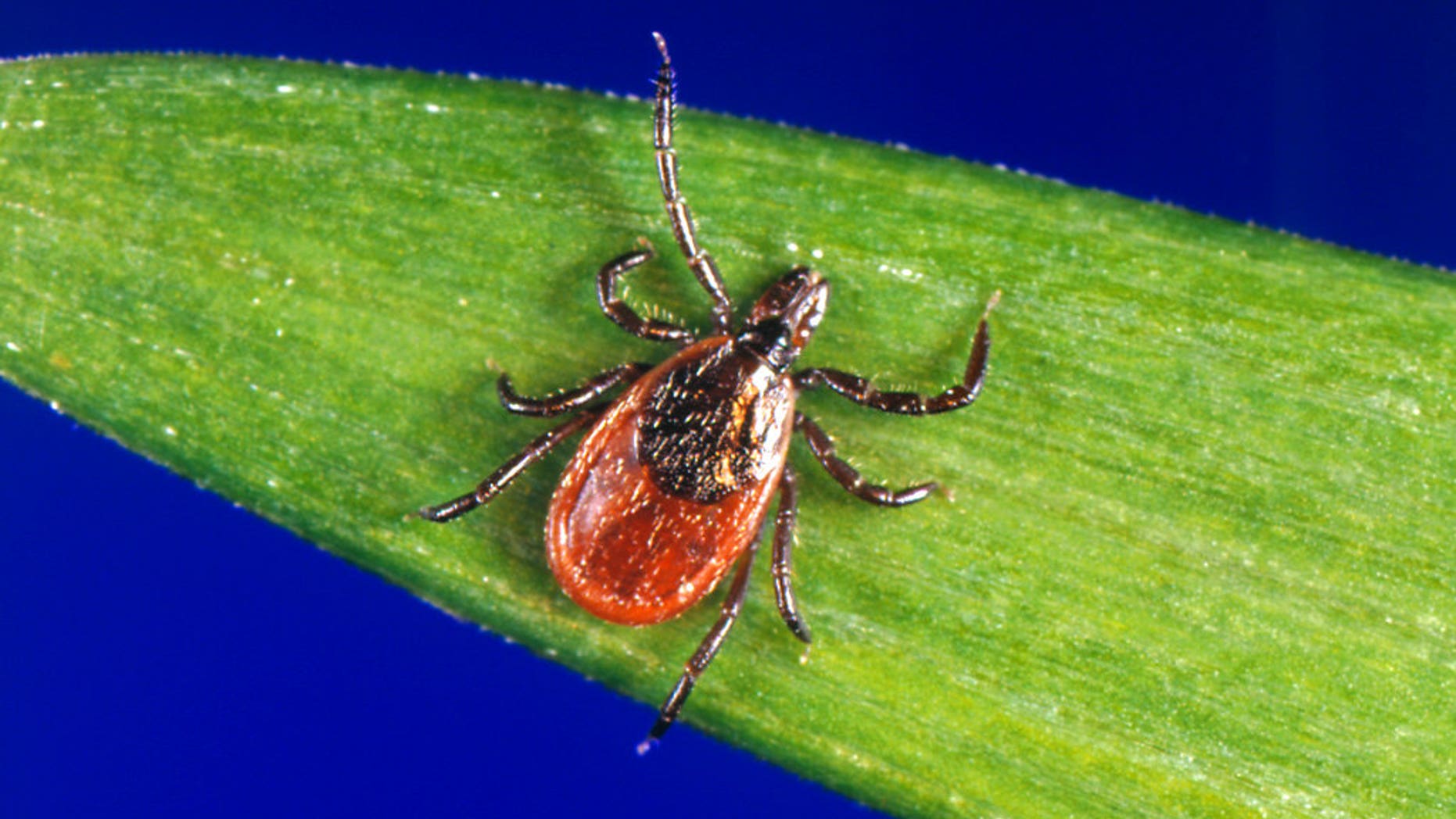 A woman in Japan has reportedly died from a tick-borne illness after being bitten by a stray cat who had the disease.