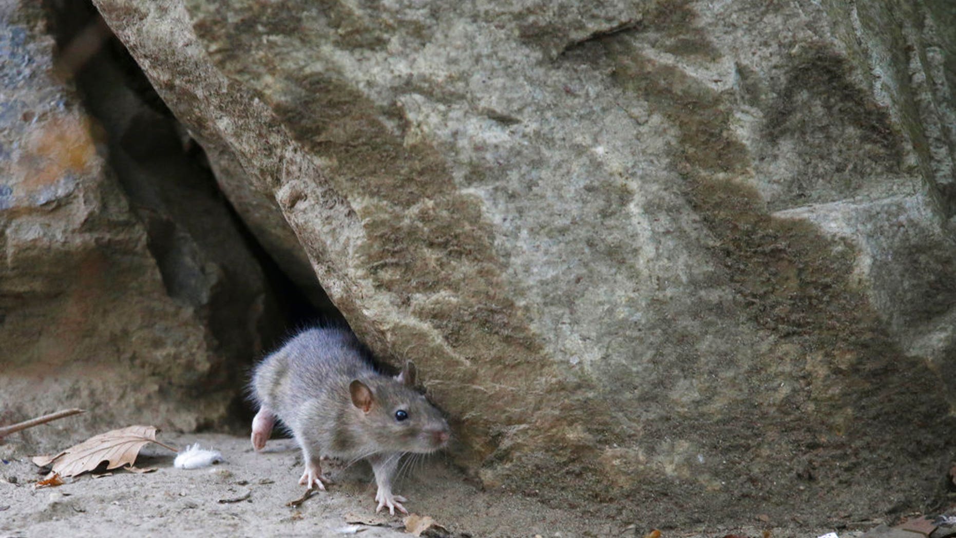 NYC Mayor Bill de Blasio has announced a $32 million plan to reduce the city's rat population.