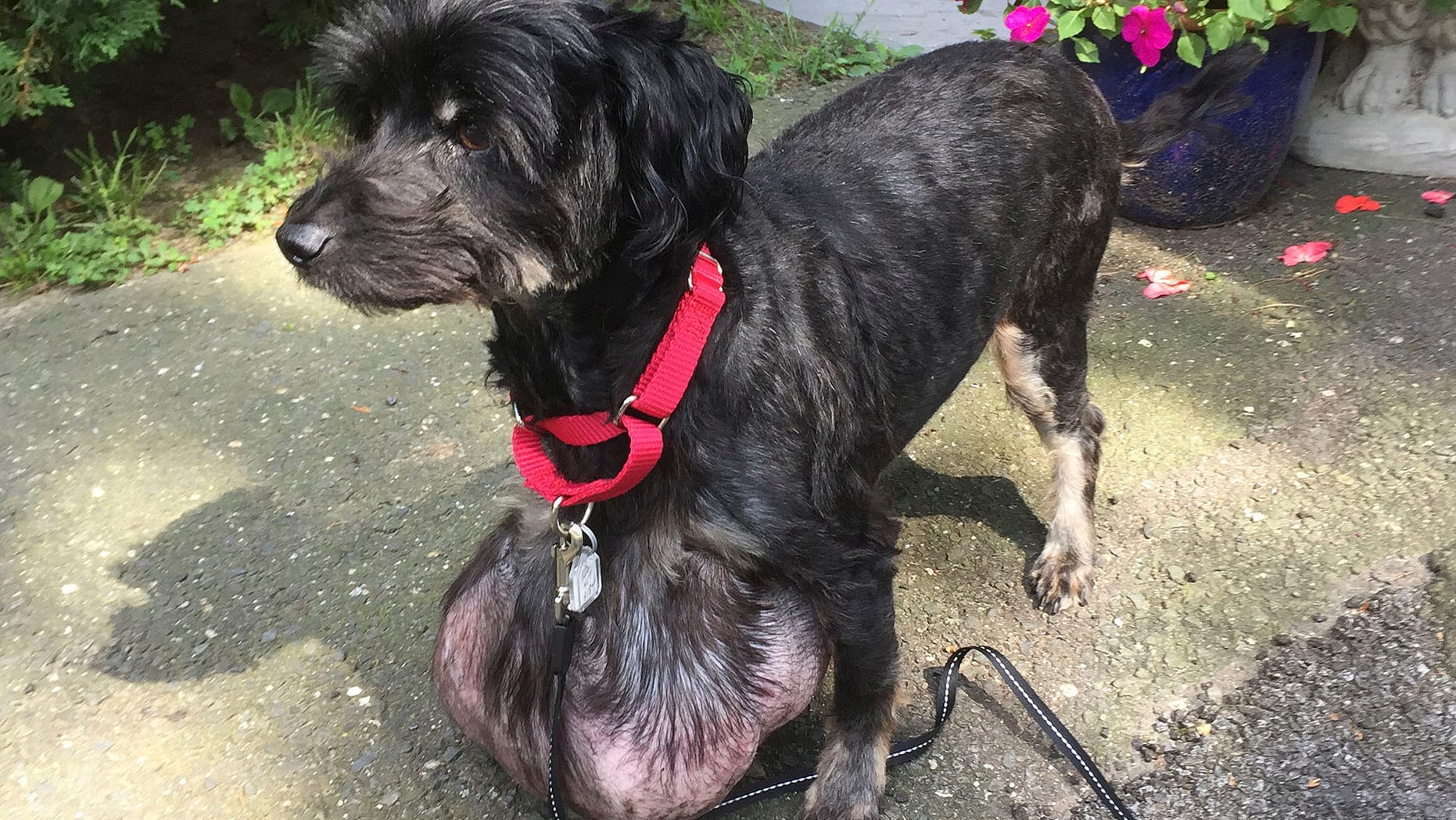 Oreo, a poodle in Naugatuck, Ct., underwent a lifesaving surgery last week to get a 6-pound tumor removed.