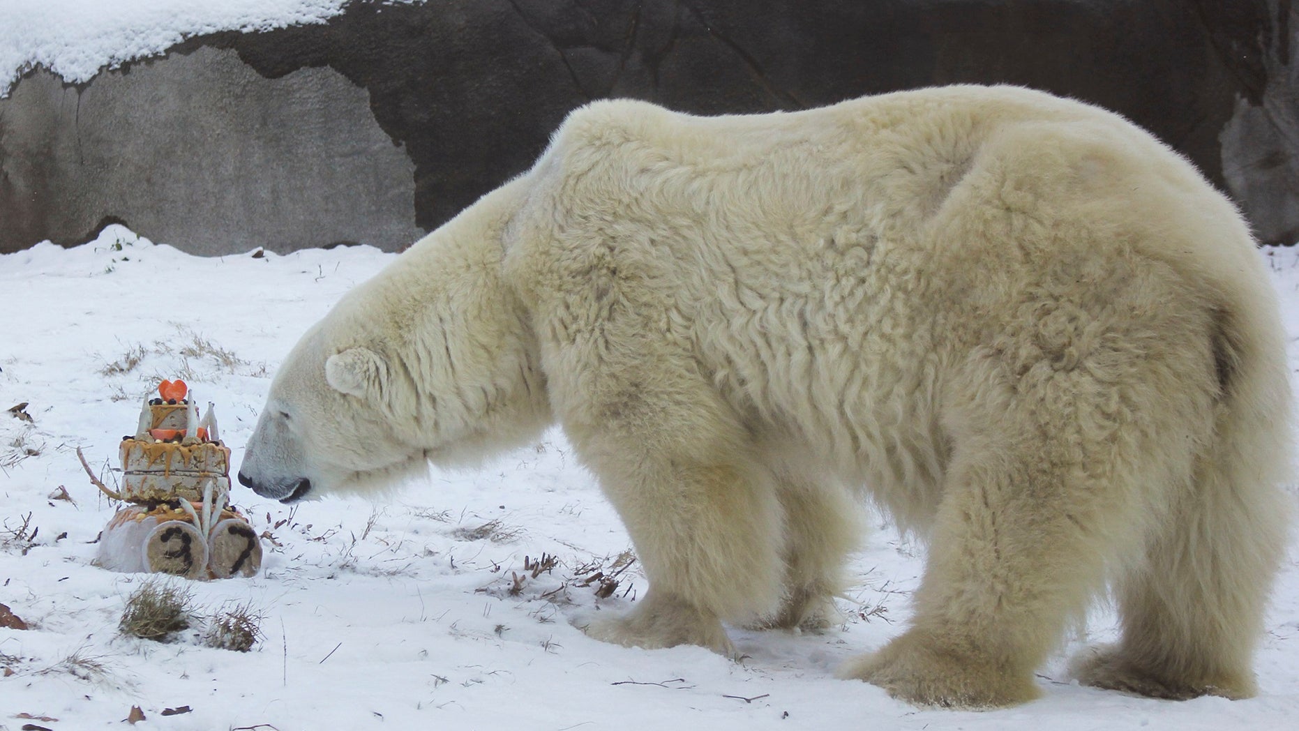 Coldilocks celebrated her 37th birthday on Thursday with cake and presents at the Philadelphia Zoo.