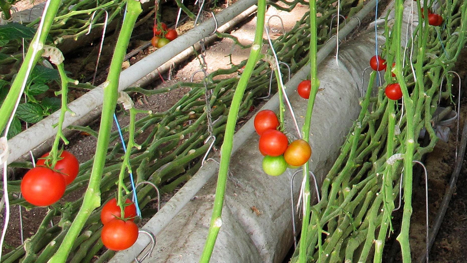 In this April 2, 2018, photo, organic tomatoes grow on vines planted in soil in a greenhouse at Long Wind Farm in Thetford, Vt. Owner Dave Chapman is a leader of a farmer-driven effort to create an additional organic label that would exclude hydroponic farming and concentrated animal feeding operations. (AP Photo/Lisa Rathke)