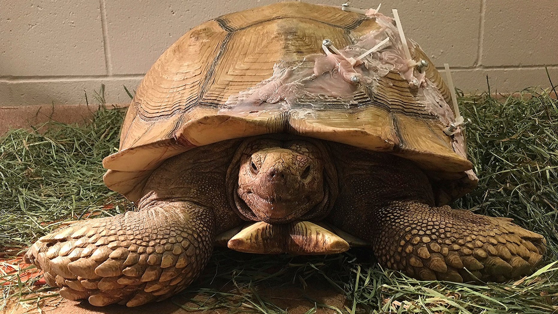 A wayward tortoise recovers Wednesday, April 18, 2018, after it cracked its shell when it fell off of a 10-foot wall in San Diego County, Calif.