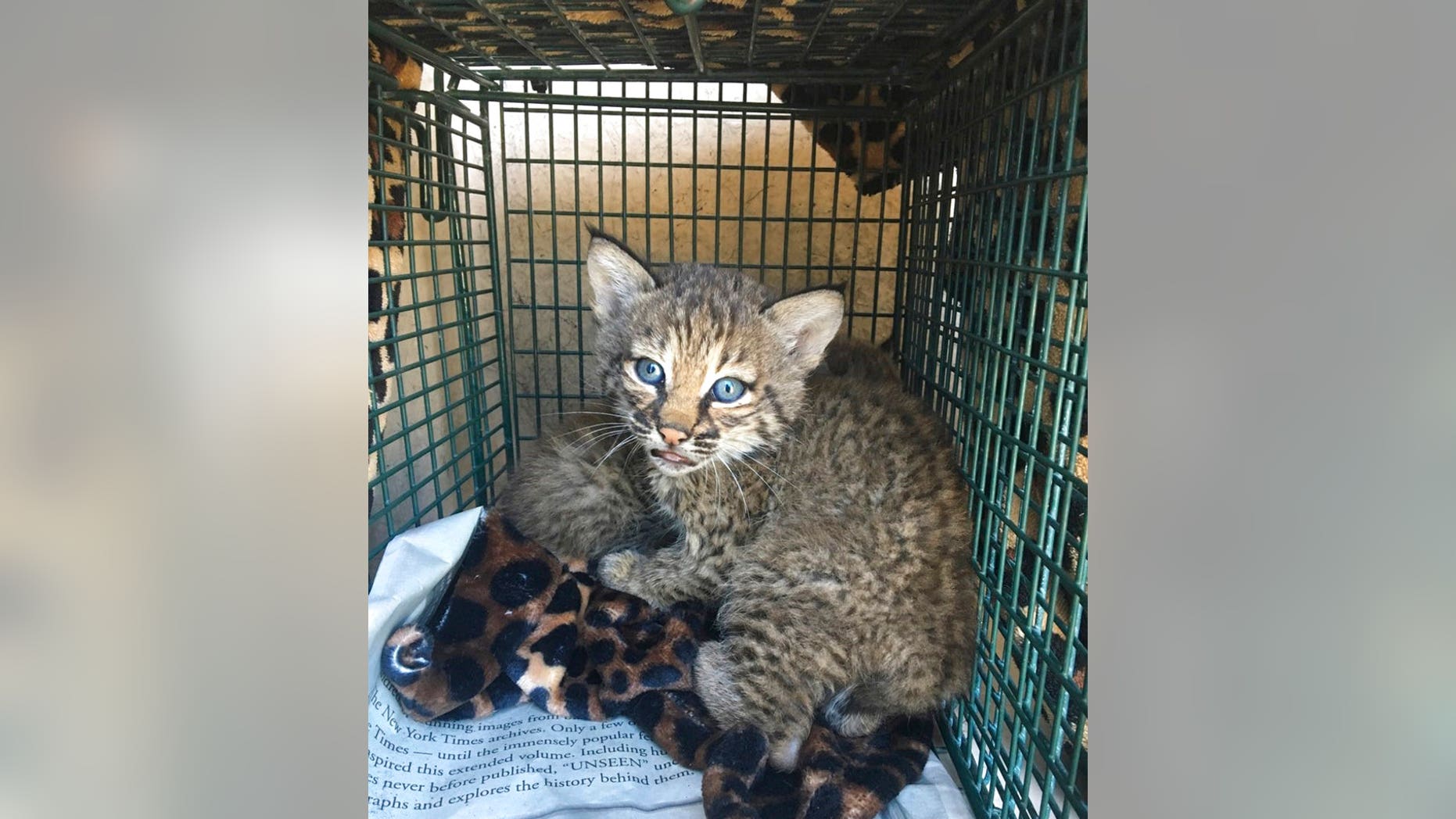 Three people in Texas were bitten after the kittens they thought they were handling turned out to be bobcats.