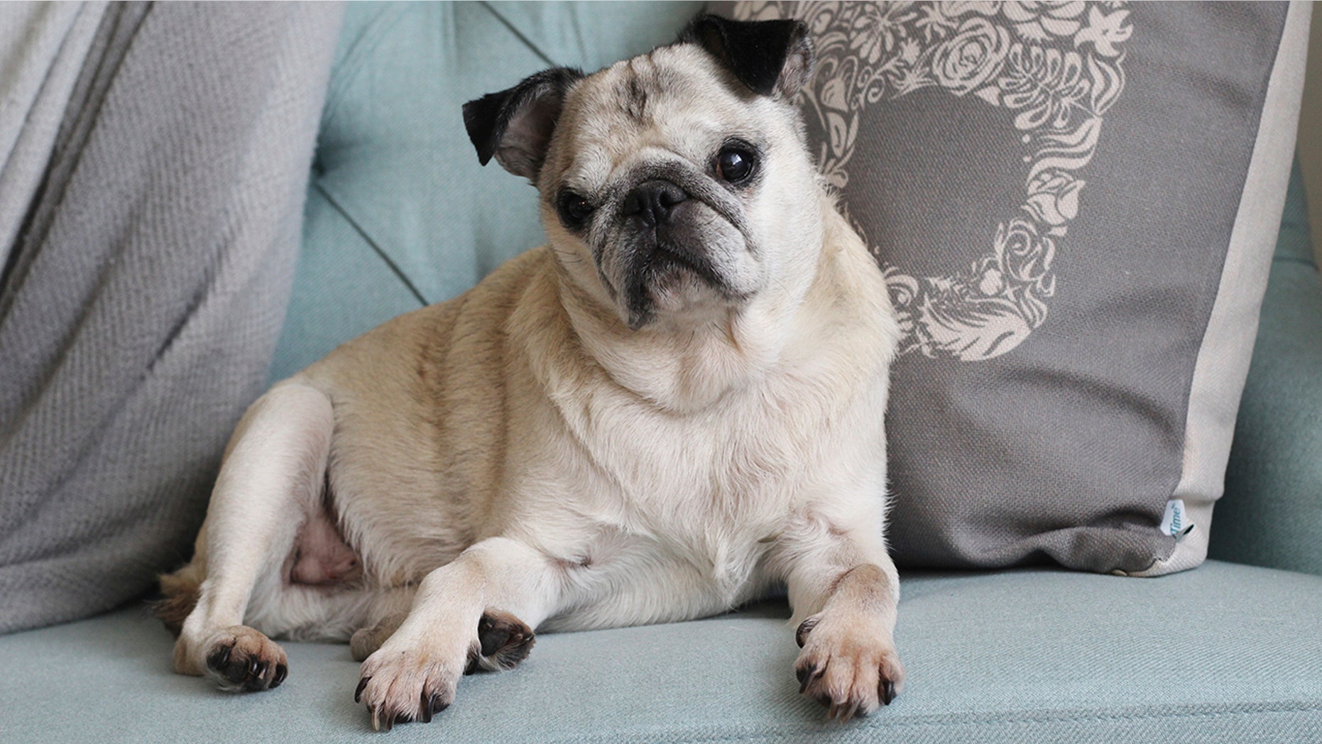 Via his owner, Charleston Chew, an 11-year-old pug, apologized for his separation anxiety-induced howling which has now gone viral.