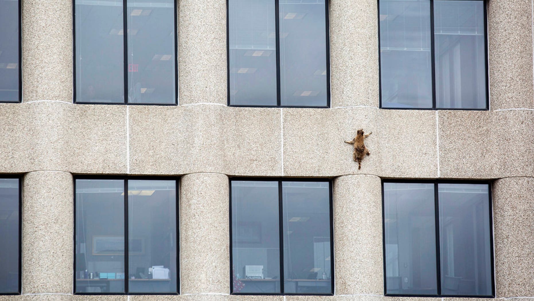 A raccoon scurries up the side of the UBS Tower in St. Paul, Minn., on Tuesday, June 12, 2018.