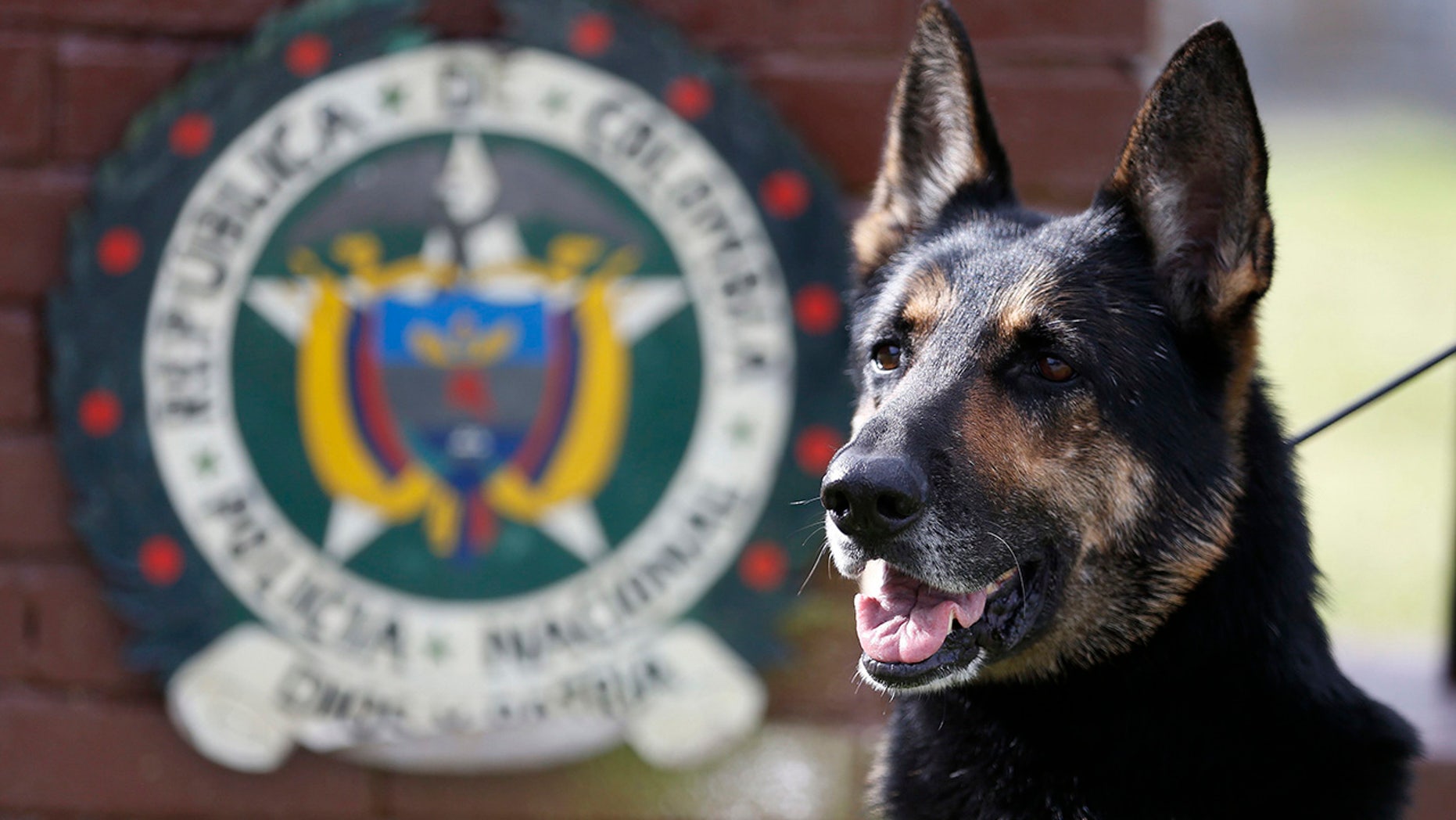 Drug dog Sombra has helped detect more than 2,000 kilos of cocaine hidden in suitcases, boats and large shipments of fruit.