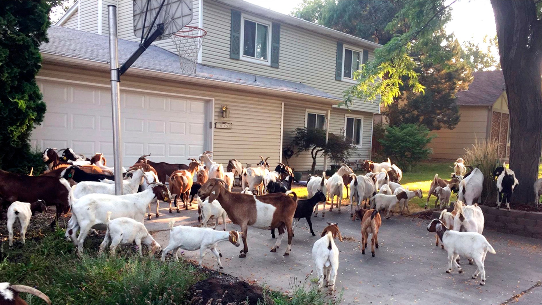 Scores of goats munch on the flora and fauna in a residential area of Boise, Idaho, Aug 3, 2018.