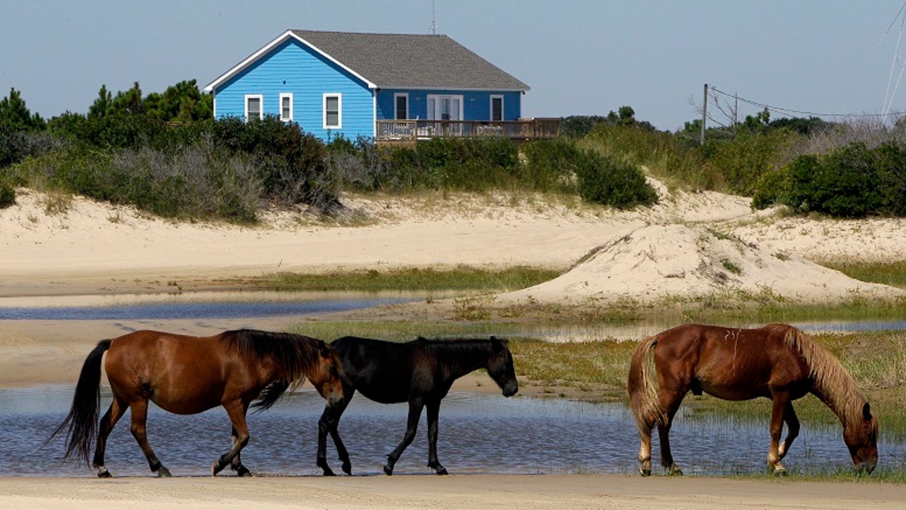 As North Carolina braces for Hurricane Florence, some tourists and residents are worried about the famous wild horses that roam the Outer Banks. But Sue Stuska, a wildlife biologist based at Cape Lookout National Seashore, said the horses instinctively know what to do in a storm