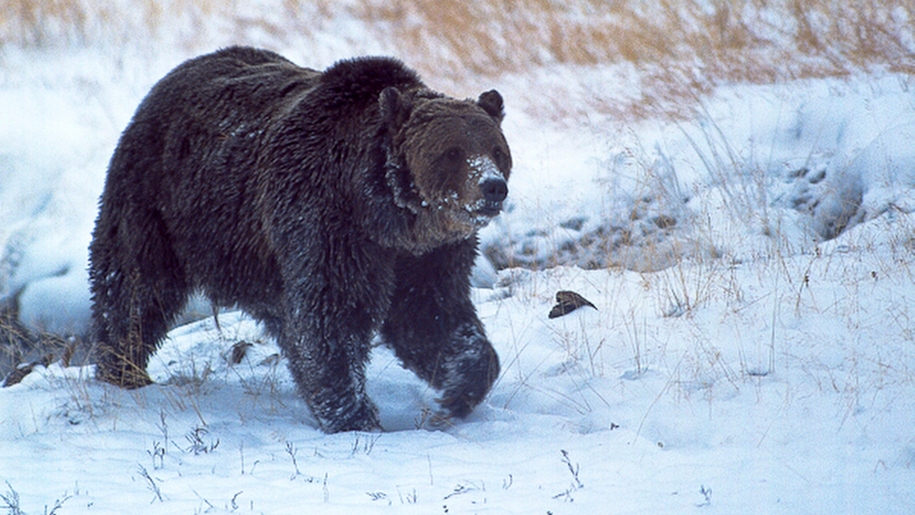 The grizzly bear known as "Scarface," photographed in 2005.
