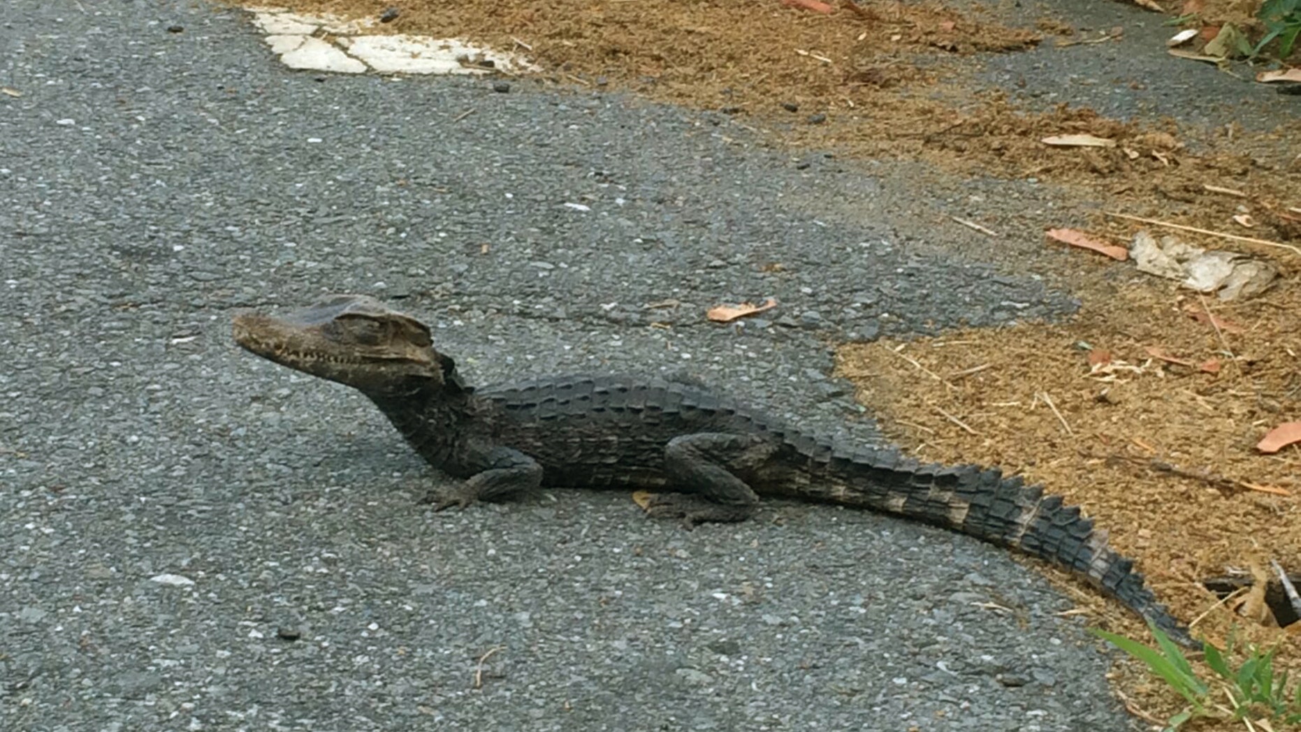 An alligator makes its way along South Walker St. in Lowell.