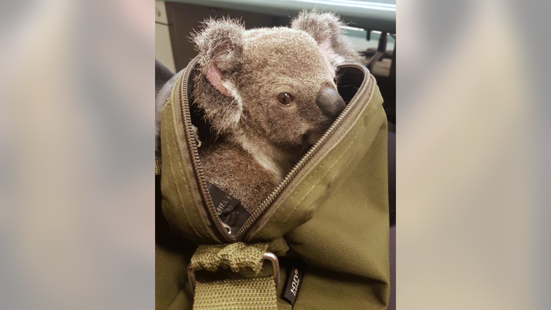 In this photo provided on Nov. 7, 2016, by the Queensland Police, a koala peeks out form the top of a bag at the Upper Mount Gravatt Police station in Brisbane, Australia, after it was found in the bag carried by a woman who was being arrested. Police said that when they asked the 50-year-old woman if she had anything to declare Sunday night, Nov. 6, 2016, she handed over a zipped canvas bag that she said contained a baby koala. (Queensland Police via AP)