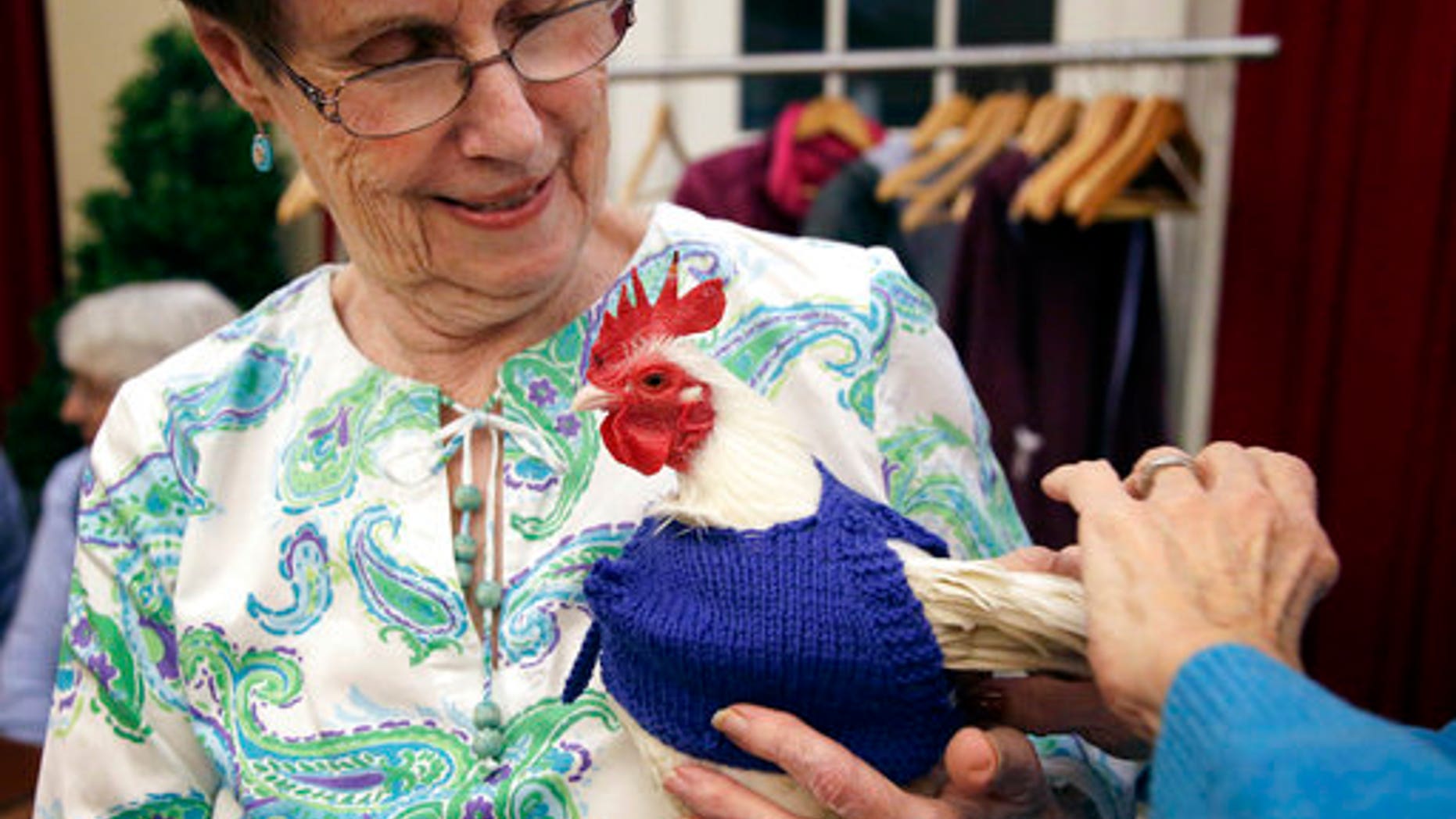 Nancy Kearns holds "Prince Peep," a rooster native to Malaysia, as the bird is fitted with a sweater at the retirement home.