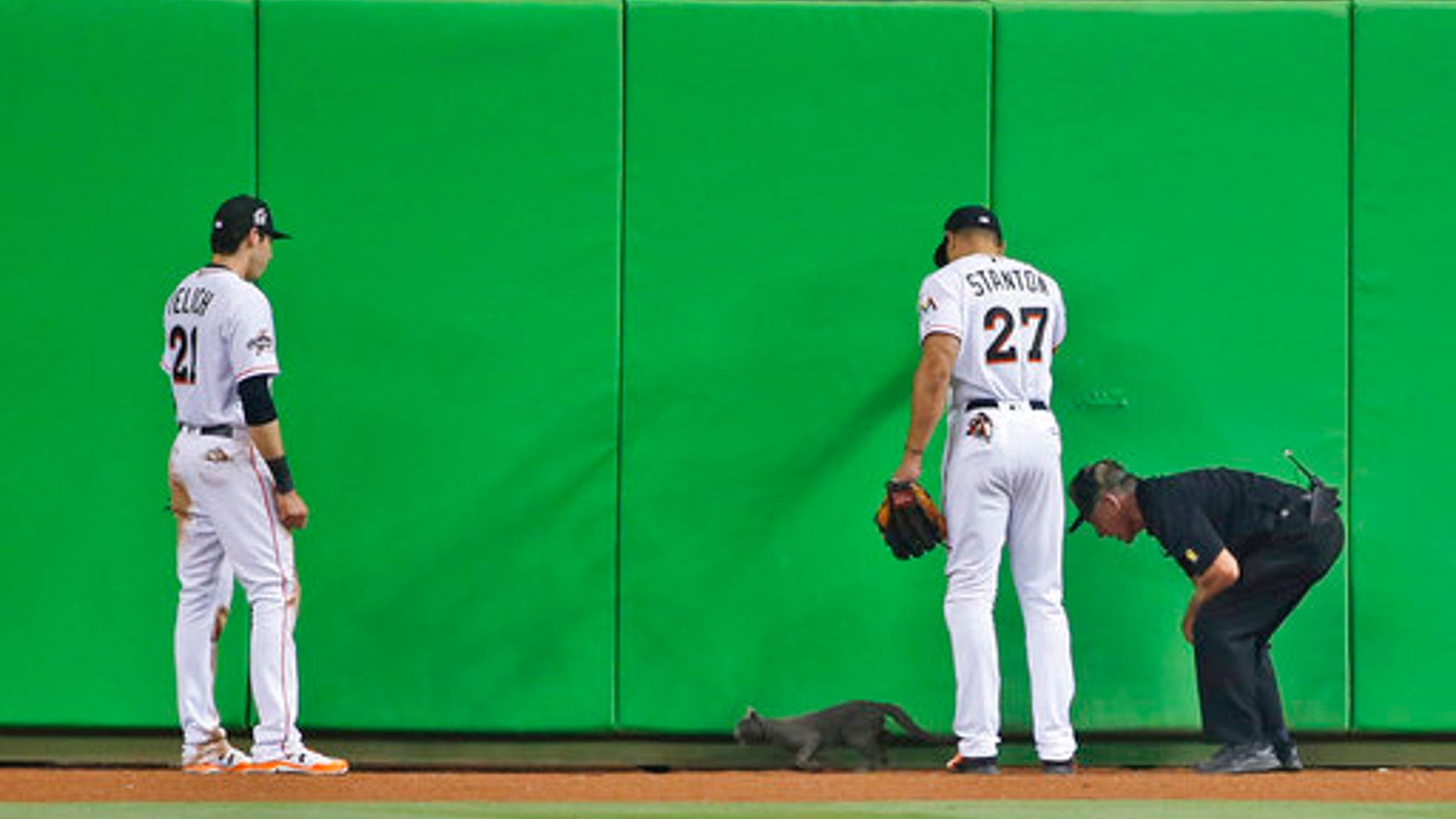 The cat wandered onto the field during the fifth inning.