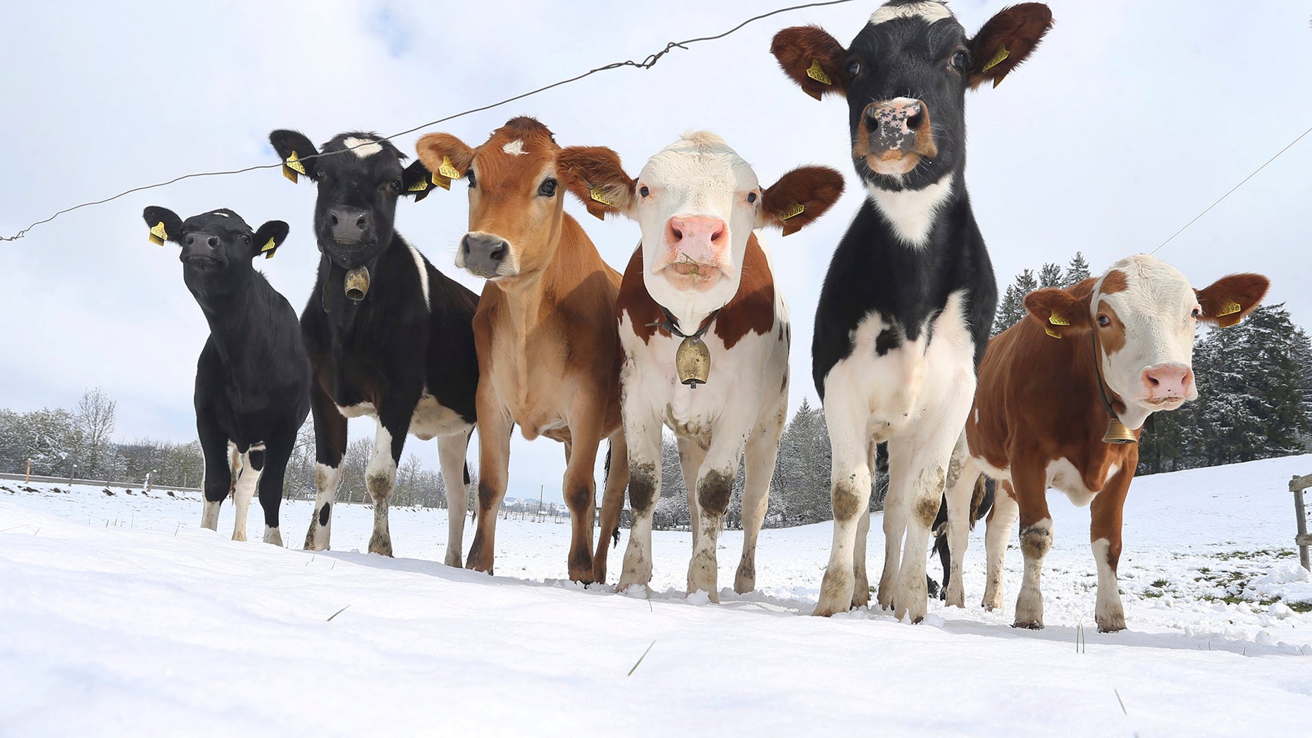 A Georgia farmer was killed after a cow he was attempting to move rammed him against a fence.