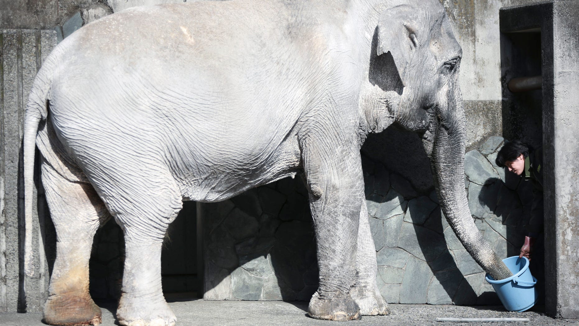 In this Jan. 27, 2016 photo, a zoo attendant feeds Hanako the elephant at Inokashira Park Zoo on the outskirts of Tokyo. An online petition drive wants the 69-year-old Hanako, or "flower child," to be moved to a Thai sanctuary, to live in a natural, grassy habitat where elephants romp in herds, not alone in her concrete pen, with a wading pool she hardly uses and a nearby side building to spend the night. Its attracted tens of thousands of signatures already, with the aim of submitting them to the suburban Tokyo zoo and the Japanese government. (AP Photo/Eugene Hoshiko)