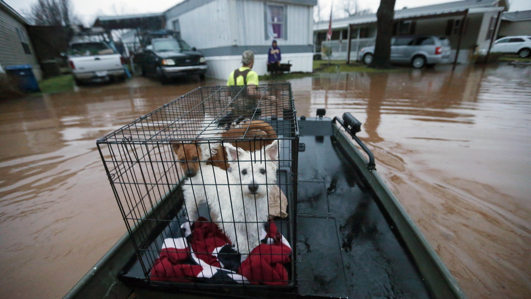 Sam Breen tows his skiff as he helps a friend retrieve his dogs Edison, foreground, and Allie, from his home in Bossier City, La.