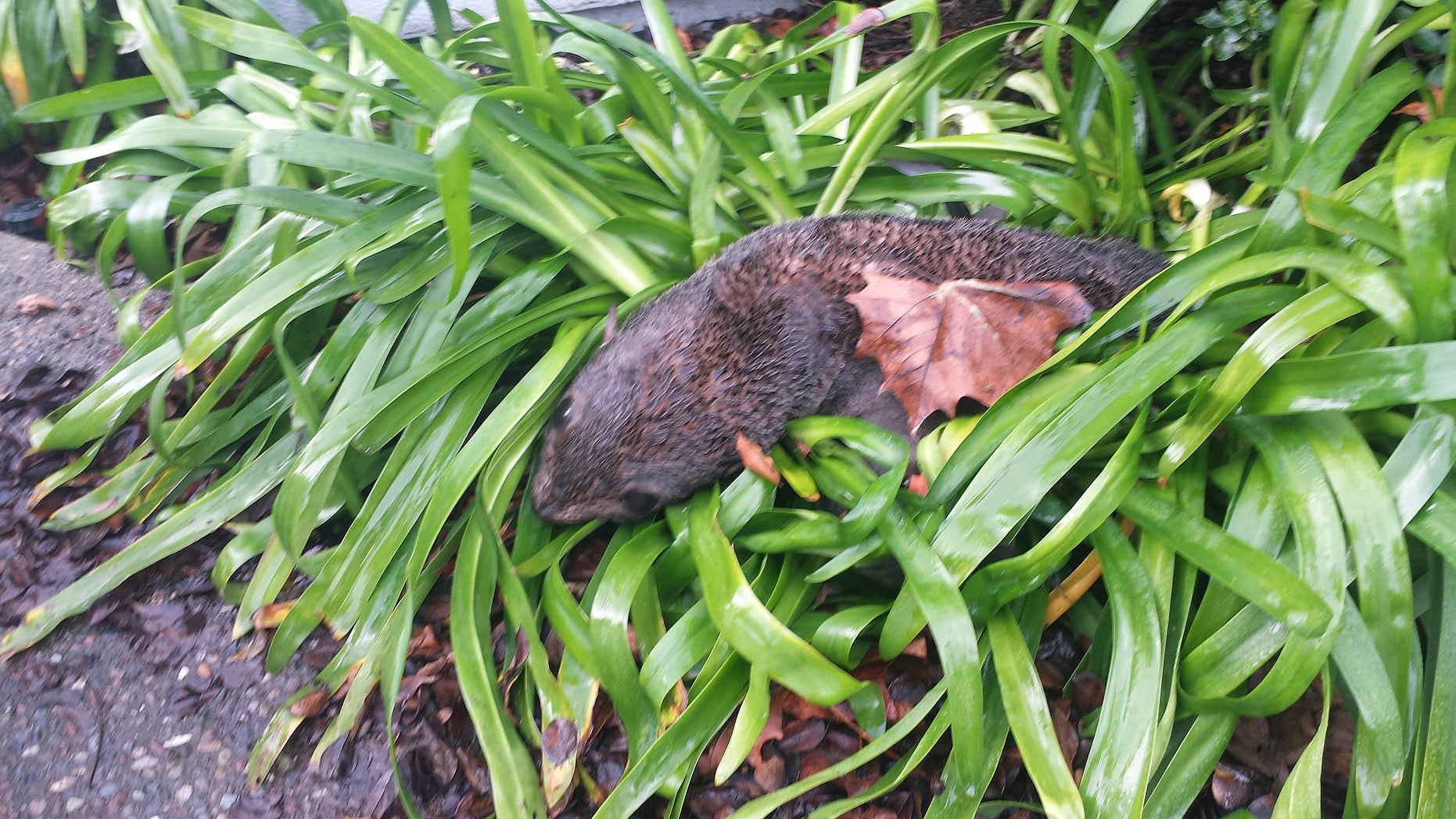 This photo provided by the Marine Mammal Center shows an emaciated baby northern fur seal that was found in some bushes Wednesday, Jan. 20, 2016, at a business park in Hayward, Calif. Hayward police said that the dehydrated and malnourished seal was found after someone called about the pup around 6 a.m. Wednesday. Police say the seal somehow got out of the water, crossed busy Interstate 880 and found its way to the bushes. The Marine Mammal Center in Sausalito picked up the animal, which they hope to nourish and send back into the wild as soon as possible. (Marine Mammal Center via AP)