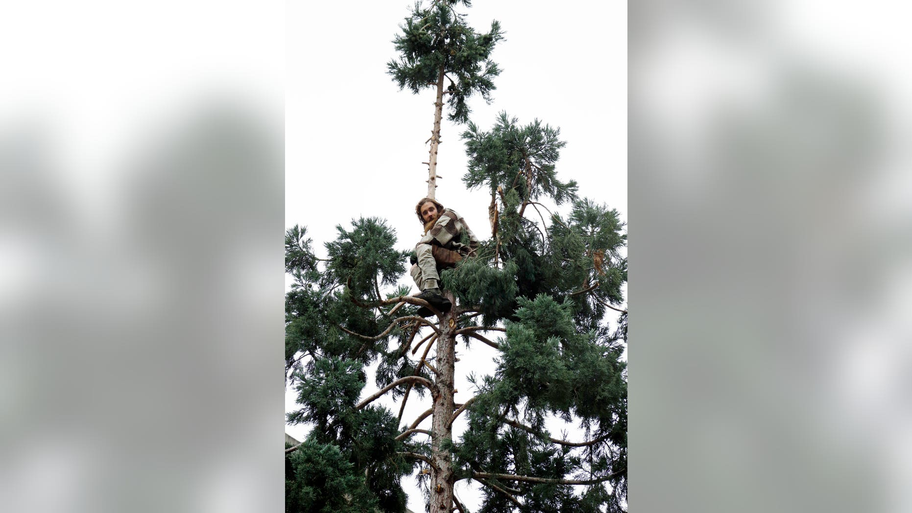 Cody Lee Miller stands near the top of the tree on March 23.