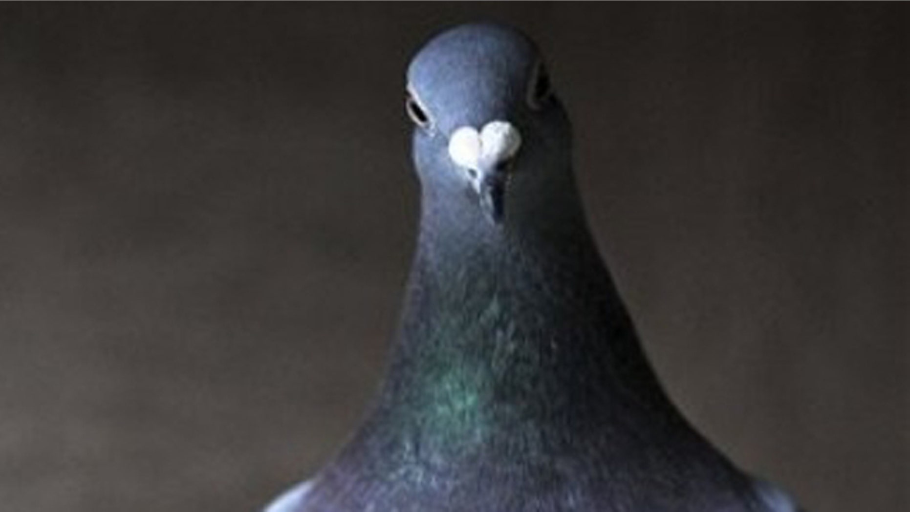 In this photo taken Wednesday, Jan. 12, 2011, a pigeon looks down from it's perch at Pigeon Paradise in Knesselare, Belgium. Belgian's have long excelled at pigeon breeding kind of breeding and generations of knowledge have taught fanciers how to build the best bloodlines with top racers. In the 1950s, this nation of 10 million had over 250,000 official members in the Royal Pigeon Federation. Just about everyone had someone in the family with a loft spending weekends in blue overalls tending a few dozen pigeons in the coop. (AP Photo/Geert Vanden Wijngaert)
