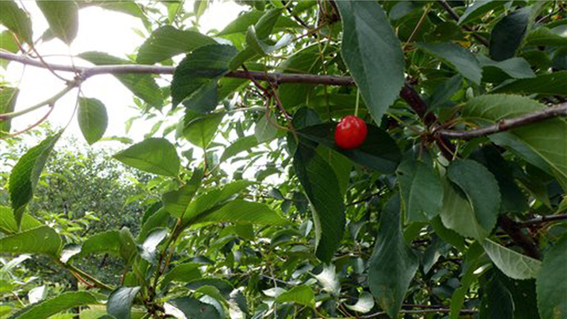 June 28, 2012: A cherry hangs on a tree on with very few others in Seaquist Orchards in Sister Bay, Wis.