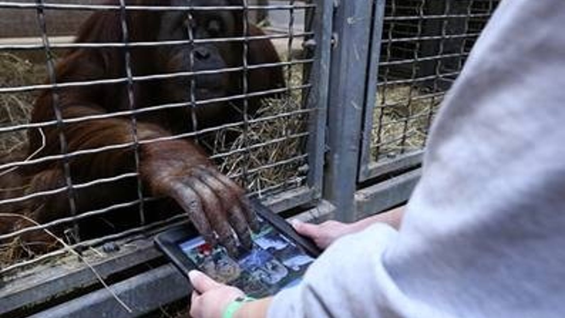 Iris, a 25-year-old orangutan at the Smithsonian's National Zoo, uses an iPad as part of Orangutan Outreach's Apps for Apes program.