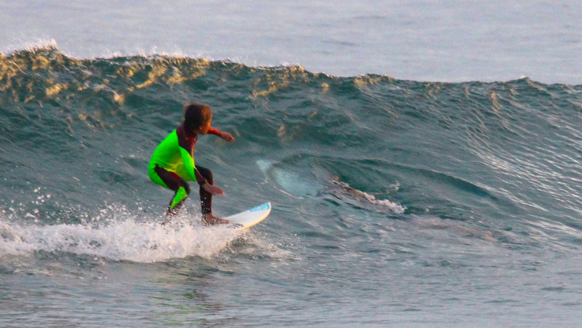 In this photo from Jan. 24, 2017, provided by Chris Hasson, 10-year-old Eden Hasson, Chris' son, surfs near what is believed to be a great white shark at Samurai Beach, Port Stephens, Australia.