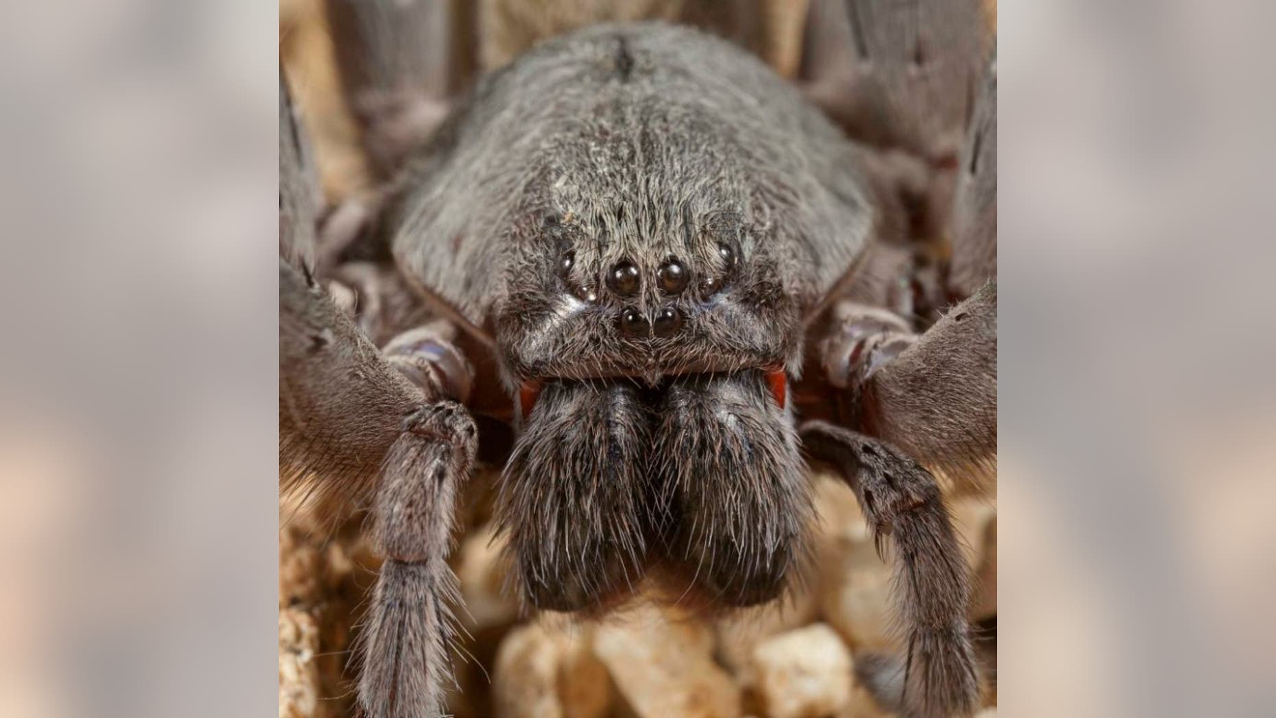 Despite its intimidating look, Califorctenus cacachilensis' venom is not fatal to humans.