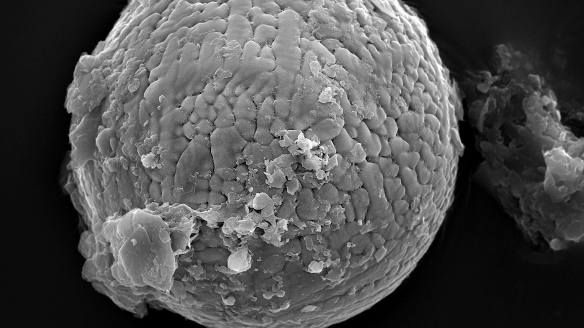 One of 60 micrometeorites extracted from 2.7-billion-year-old limestone, from the Pilbara region in Western Australia. These micrometeorites consist of iron oxide minerals that formed when dust particles of meteoritic iro