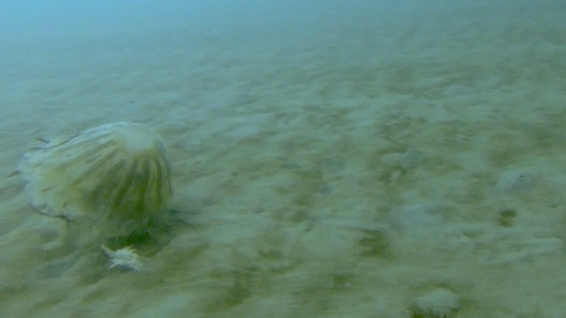 Scientists spotted this huge jellyfish (<em>Chrysaora melanaster</em>) dragging a crustacean with one of its tentacles under the sea ice covering the Chukchi Sea off the north coast of Alaska.