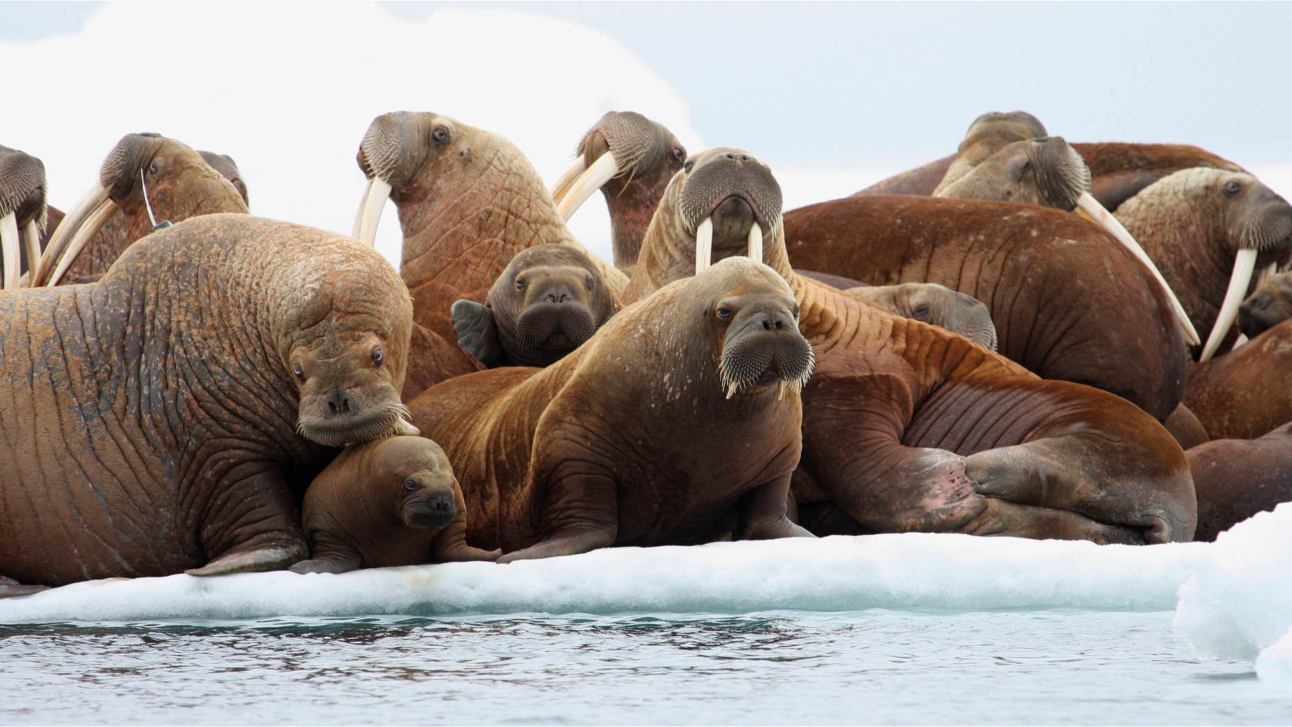 July 17, 2012: Adult female walruses on an ice flow with young walruses in the Eastern Chukchi Sea, Alaska.