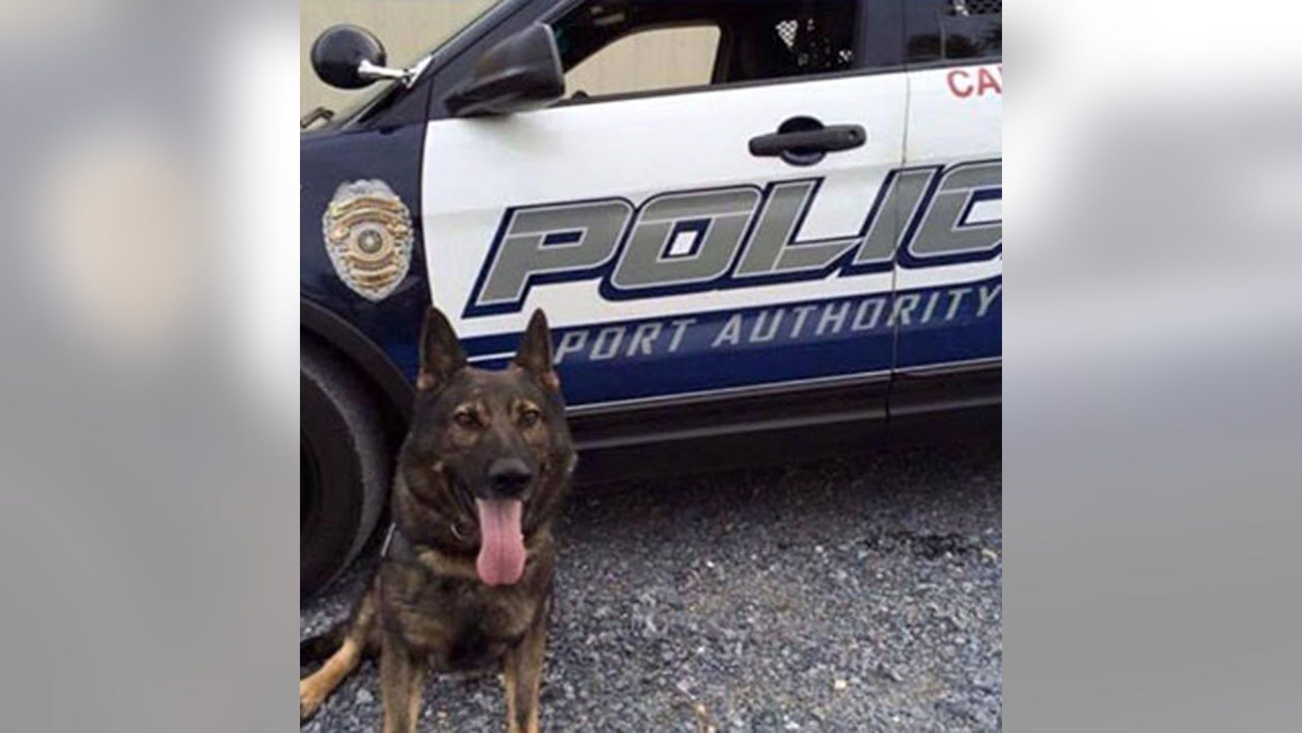 This undated photo shows Aren, a Port Authority of Allegheny County K-9 officer who was stabbed and killed by a suspect Jan. 31, 2016 (Facebook/Pittsburgh Police K-9 Unit)