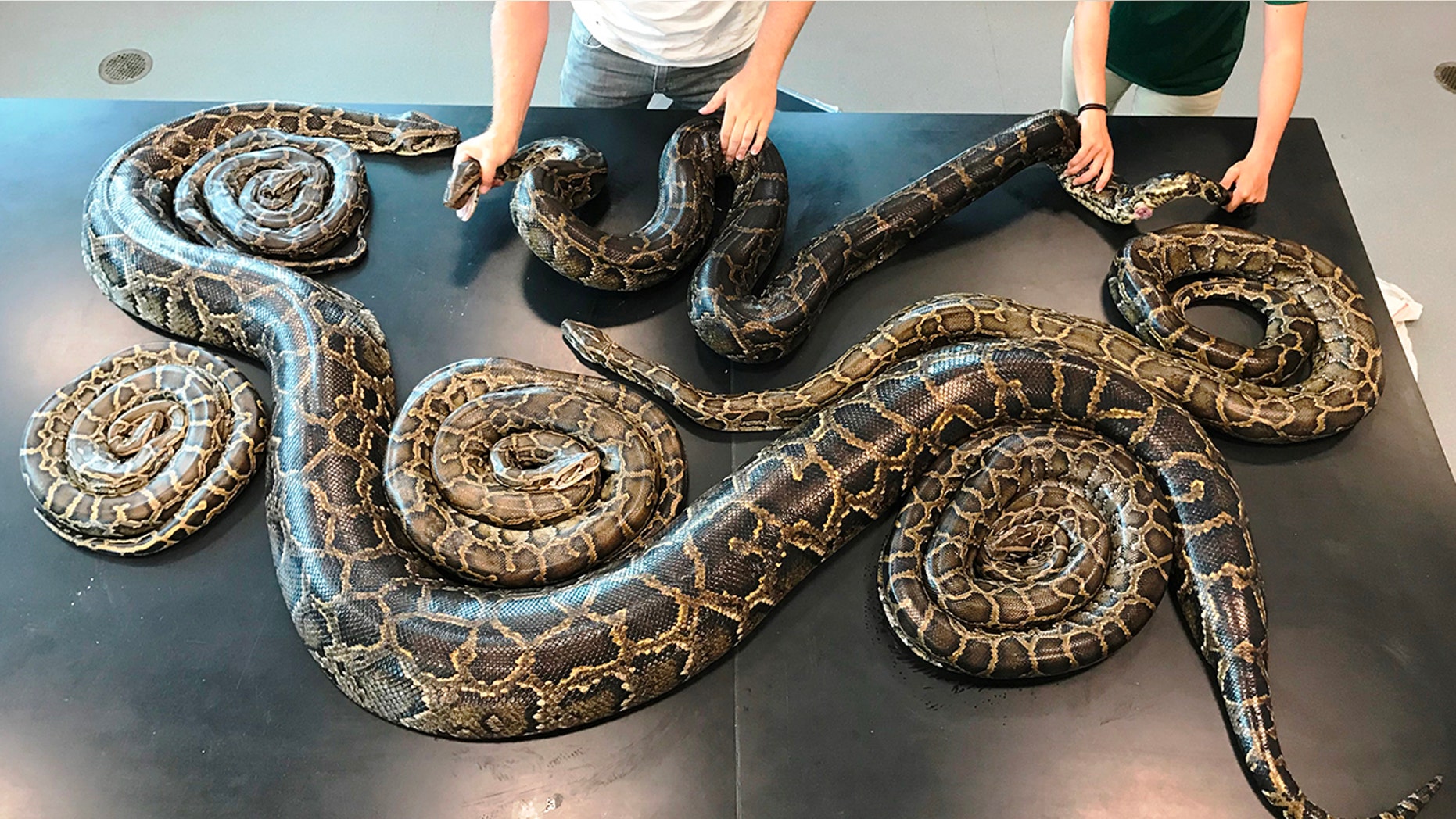 Florida wildlife biologists found a breeding aggregate, or snake sex party, with seven Burmese pythons - six males and one 115-pound female.