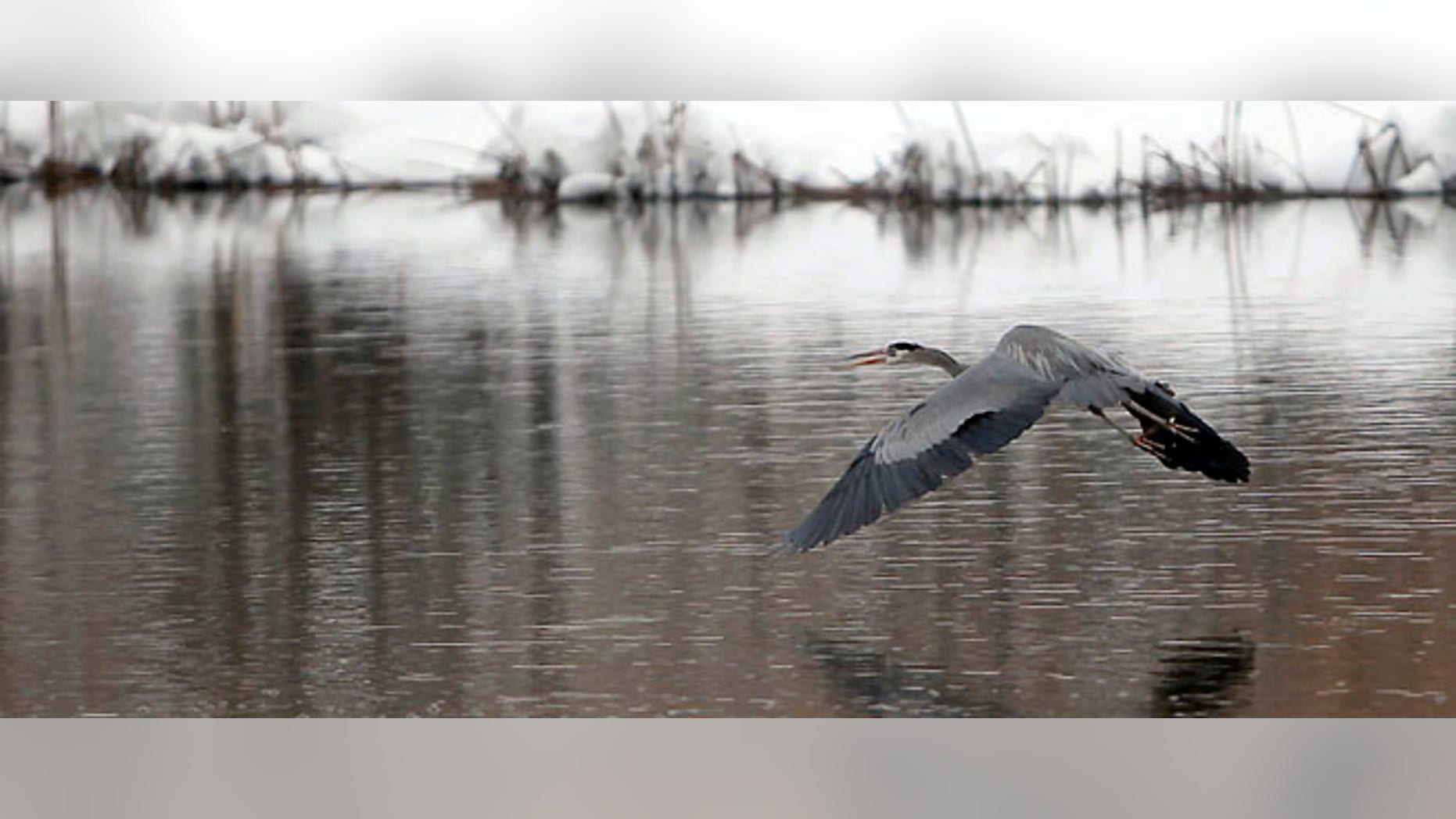 A heron flies across the Frances Short pond Monday afternoon, March 19, 2012 in Flagstaff, Ariz. as snow continues to fall from a winter storm that has already dropped more than 24 inches. (AP Photo/Arizona Daily Sun, Jake Bacon)