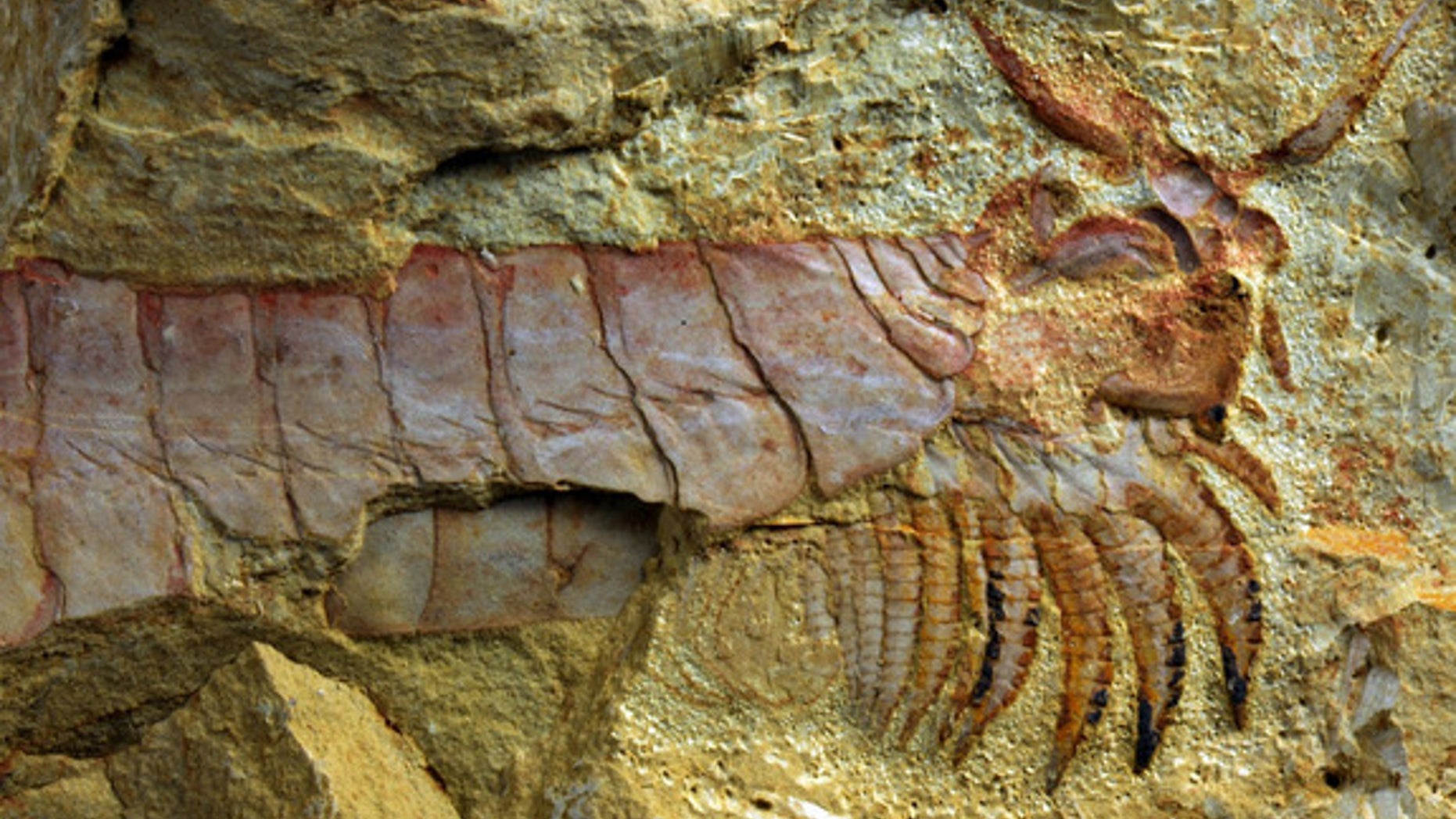 Scientists have unearthed a stunningly preserved arthropod, called a fuxhianhuiid, in a flipped position that reveals its feeding limbs and nervous system.