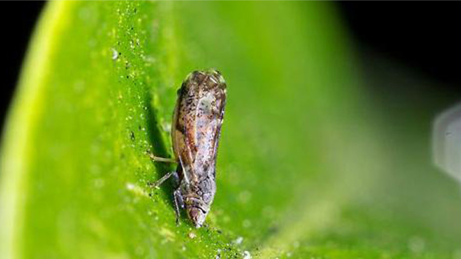 An Asian Citrus Psyllid adult on a lemon leaf.