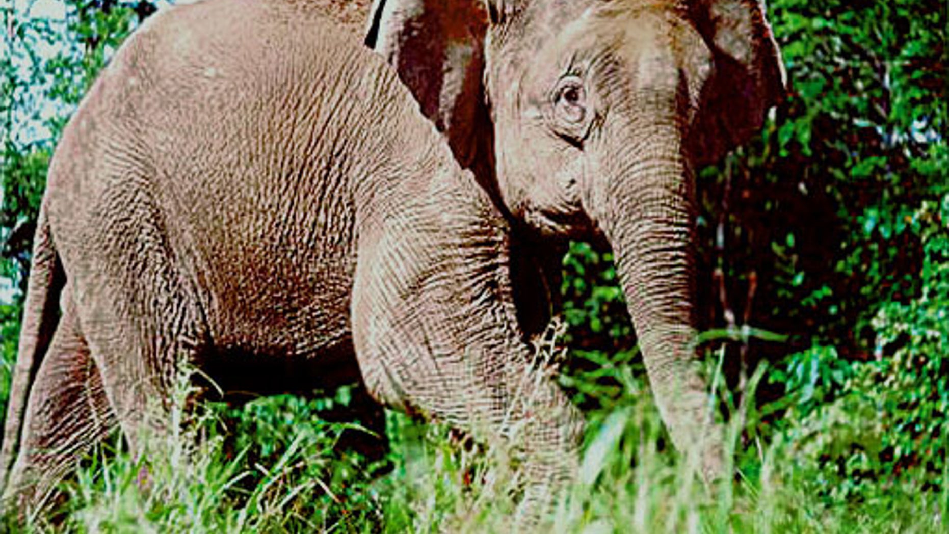 An Asian elephant.