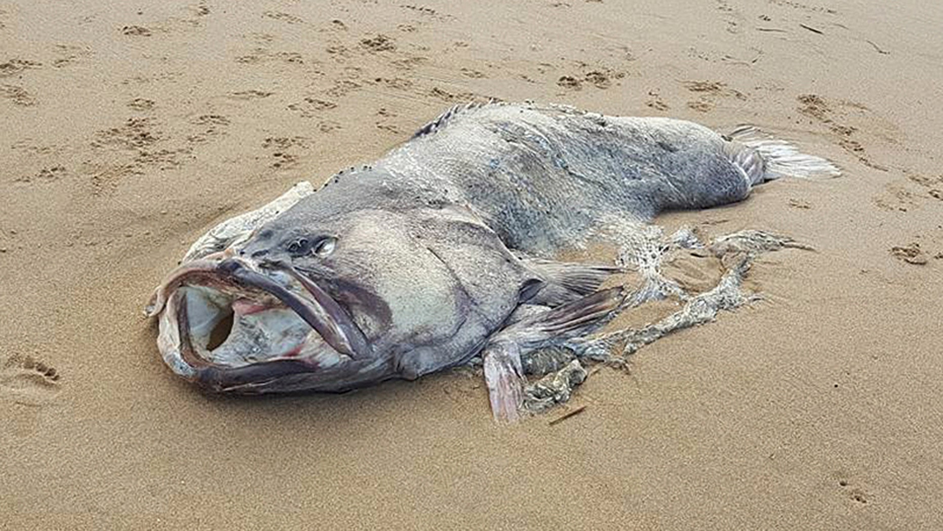 angler fish washed up