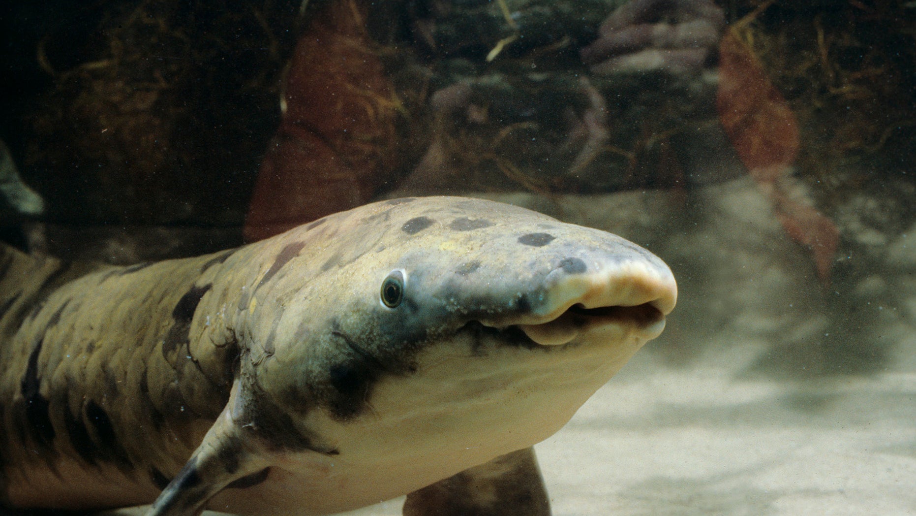 Australian lungfish,
Neoceratodus forsteri, Granddad, 1982