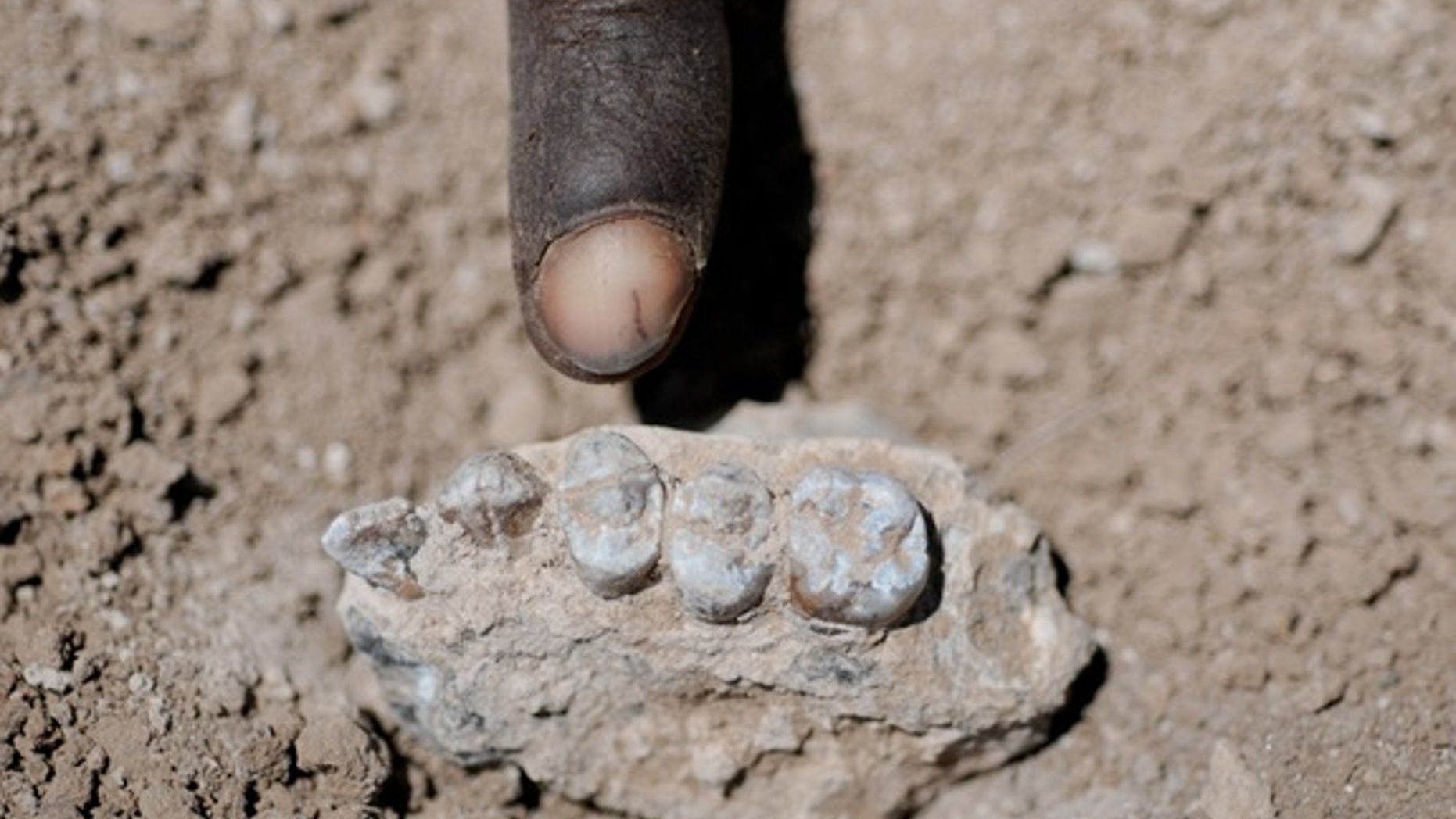 The holotype upper jaw of Australopithecus deyiremeda found on March 4, 2011, in the central Afar region of Ethiopia.
