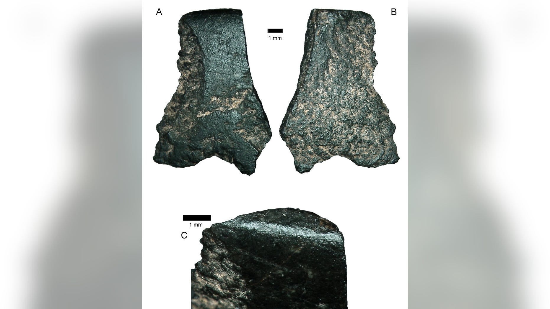 The world's oldest axe fragment, seen here under a microscope, is the size of a thumbnail. (Australian Archaeology)