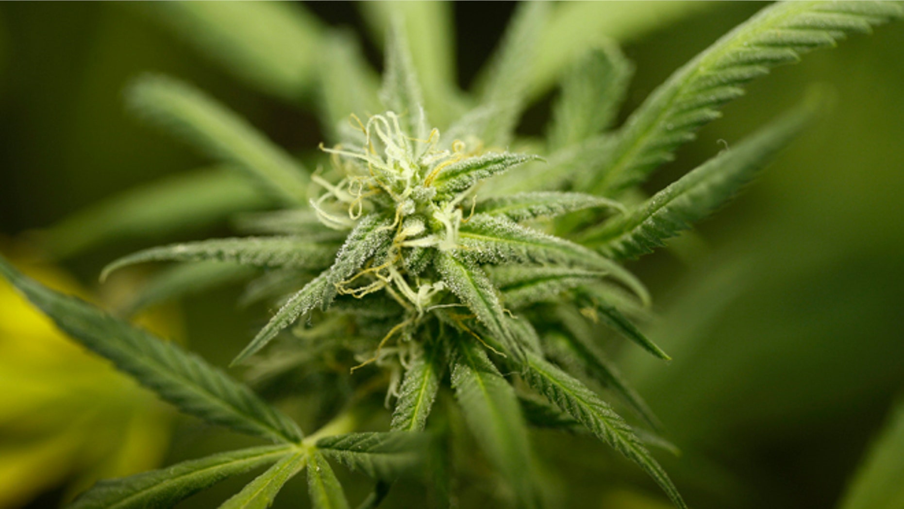 LOS ANGELES, CA - SEPTEMBER 7: Marijuana plants grow at Perennial Holistic Wellness Center, a not-for-profit medical marijuana dispensary in operation since 2006, on September 7, 2012 in Los Angeles, California. A group of activists have submitted about 50,000 signatures in an effort to force a referendum on a marijuana dispensary ban in Los Angeles to take effect next week. A minimum of 27,425 valid signatures from registered voters is needed to let voters decide on the issue in March, and until the number can be verified, the ban will not be enforced. . The ban would not prevent patients or cooperatives of two or three people to grow their own in small amounts. Californians voted to legalize medical cannabis use in 1996, clashing with federal drug laws. (Photo by David McNew/Getty Images)