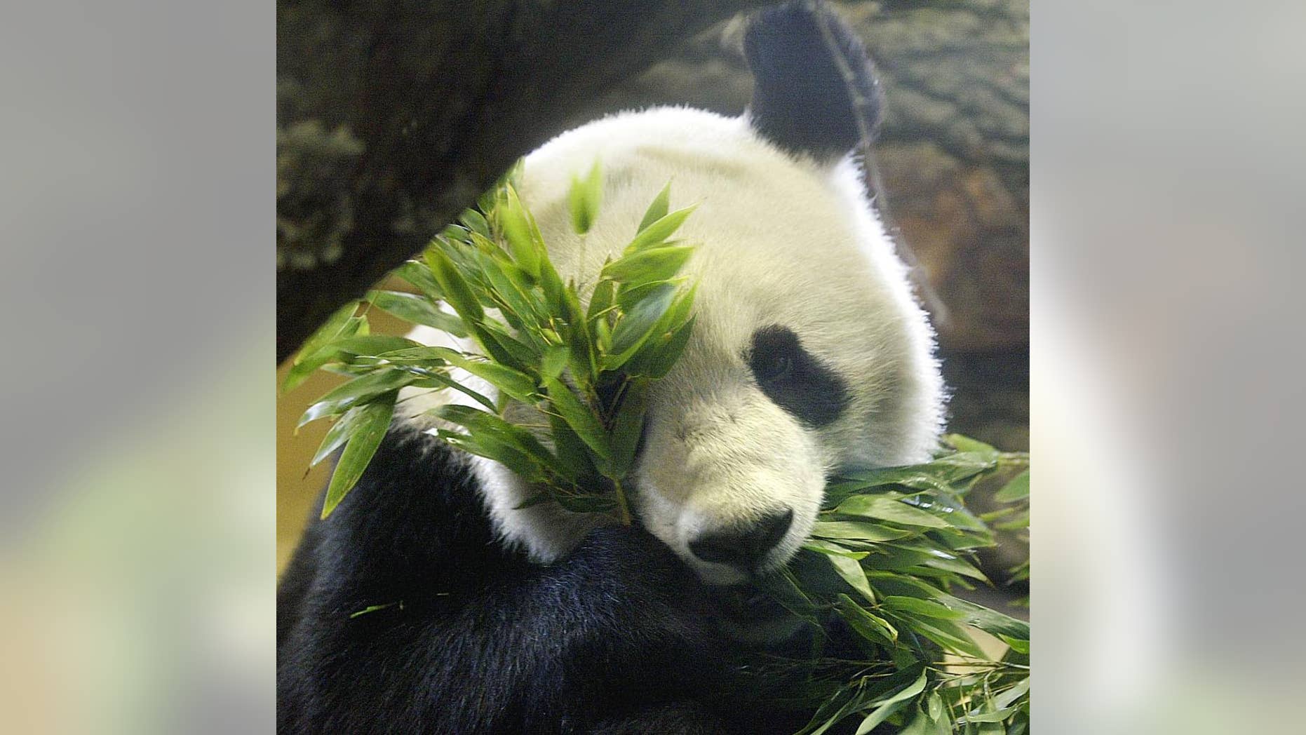 FILE - In this March 17, 2003 file picture male giant panda Long Hui eats bamboo at Vienna's Schoenbrunn zoo. Vienna’s zoo says Friday Dec. 9, 2016 that the giant panda that fathered twins earlier this year has died while under anesthesia during an examination for a tumor. The Schoenbrunn zoo says Long Hui, a 16-year-old male, died while undergoing a computer tomographic examination. Zoo director Dagmar Schratter says his heart stopped beating, (AP Photo/Rudi Blaha,file)